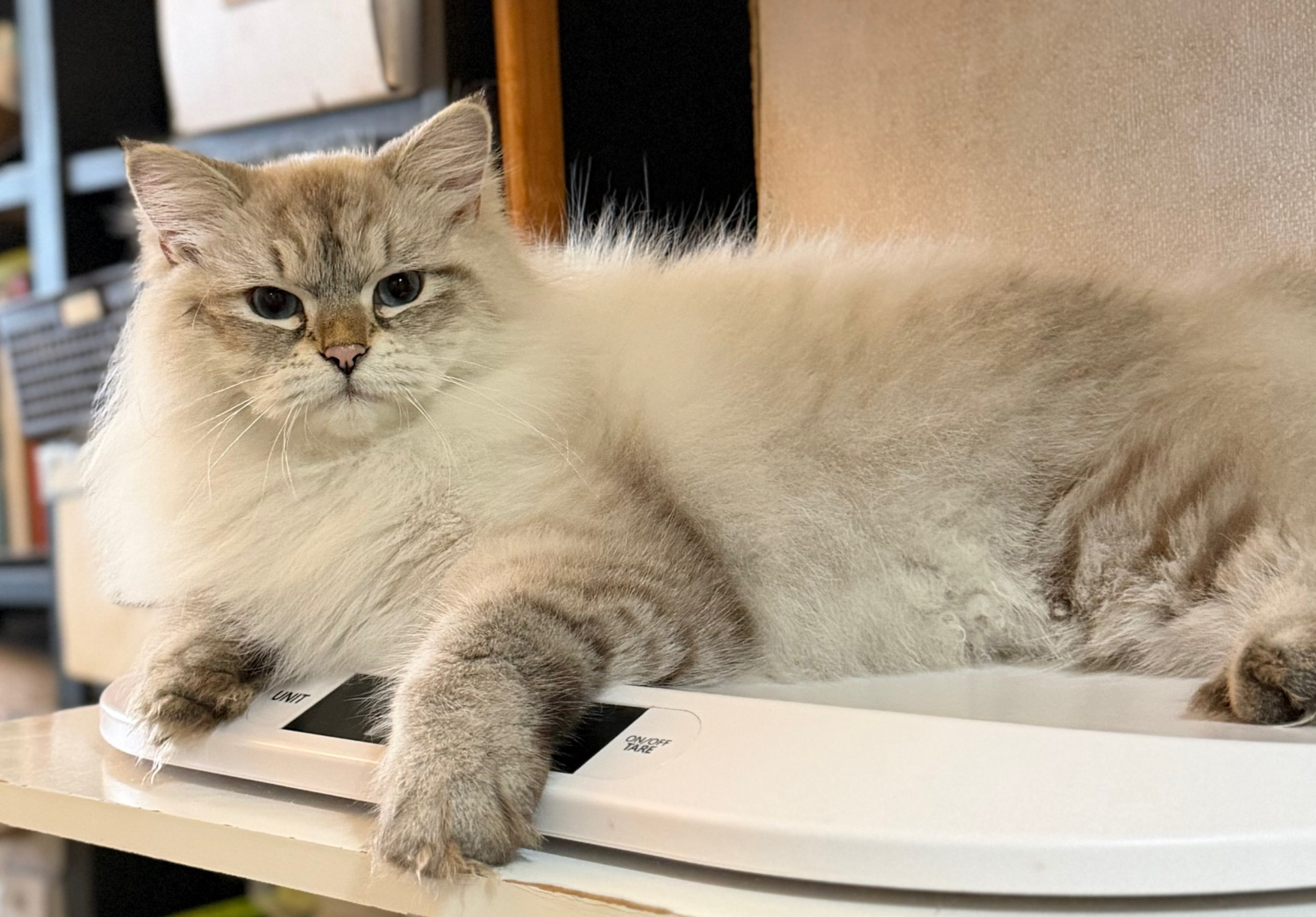 LEMON GREEN SIBERIANS AIUSHA