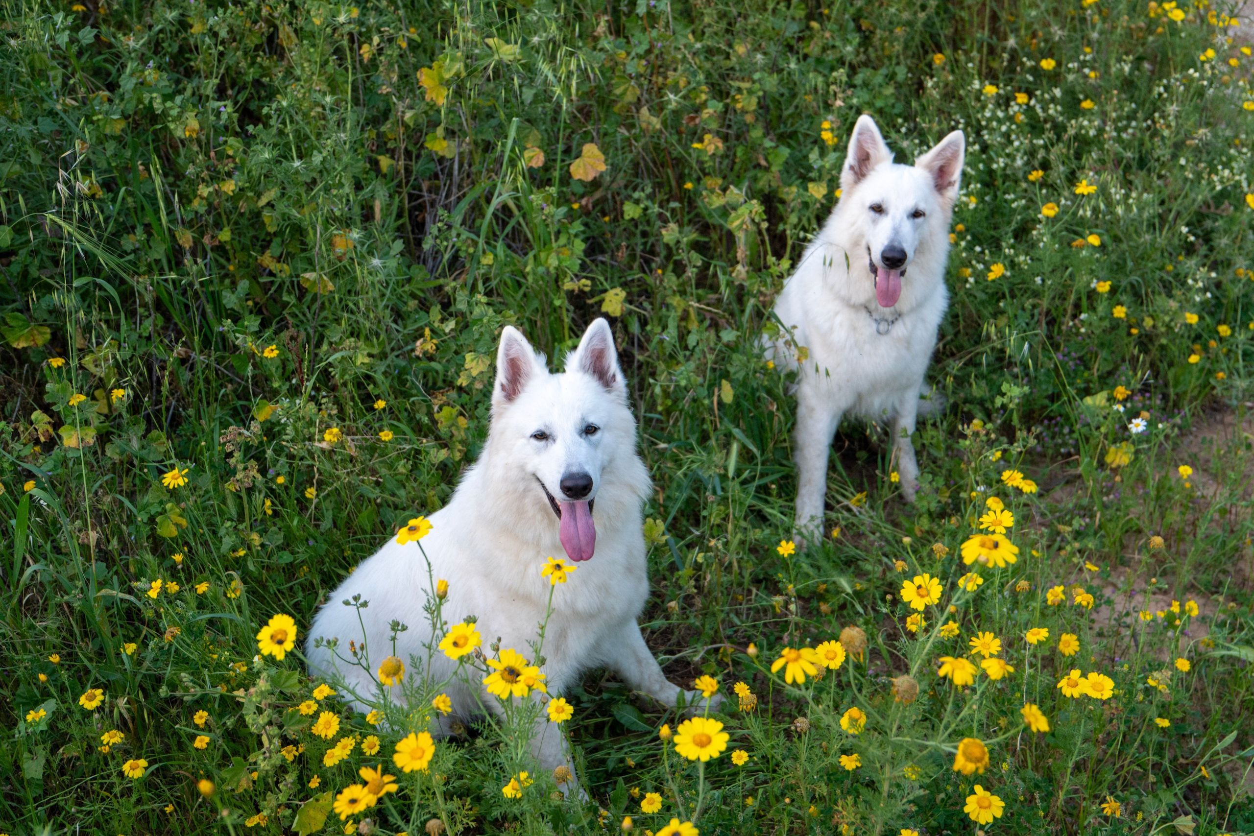 Шельга и Шегги. Главное меню