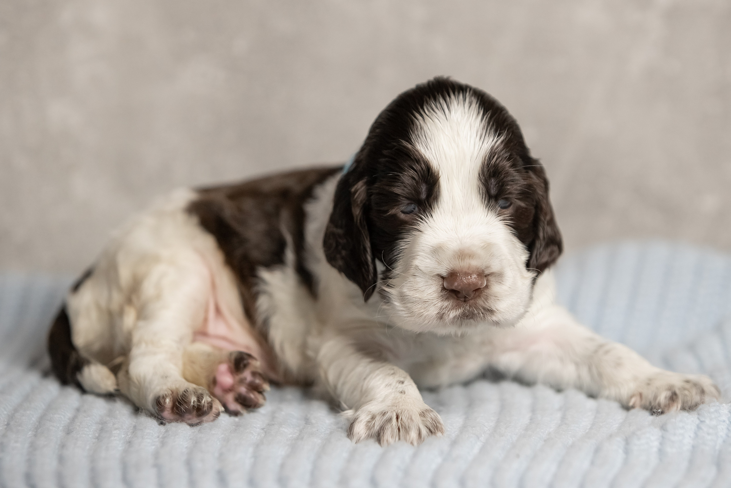 Male — Green collar 💚. Website of the titled stud dog of the Springer Spaniel breed