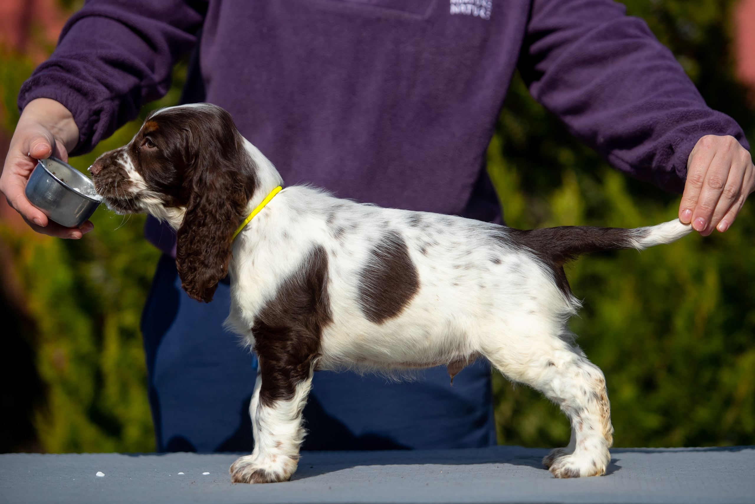 Male — Yellow collar 💛. Website of the titled stud dog of the Springer Spaniel breed