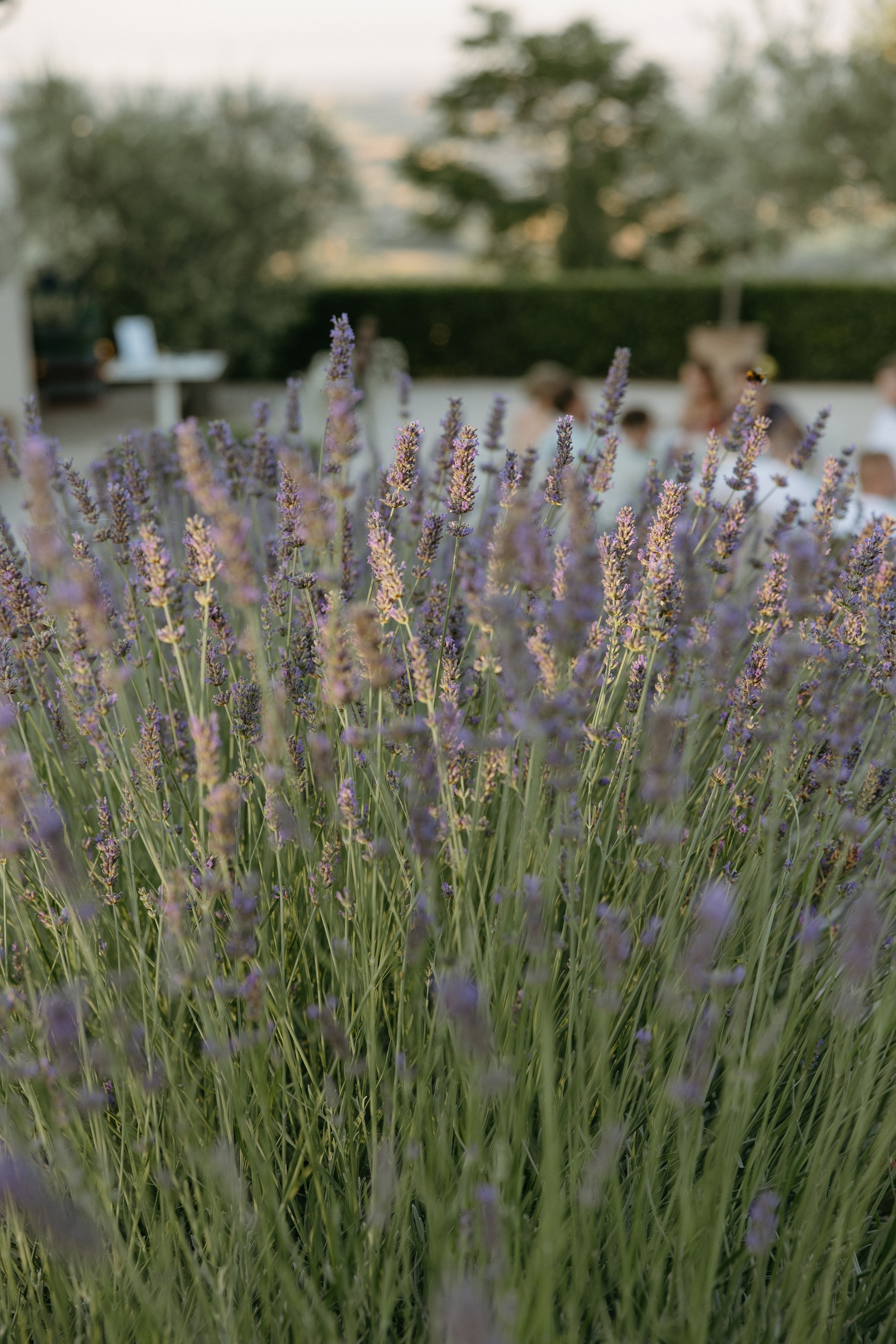 Sofia&Falk. Весільний фотограф Вікторія Саврук