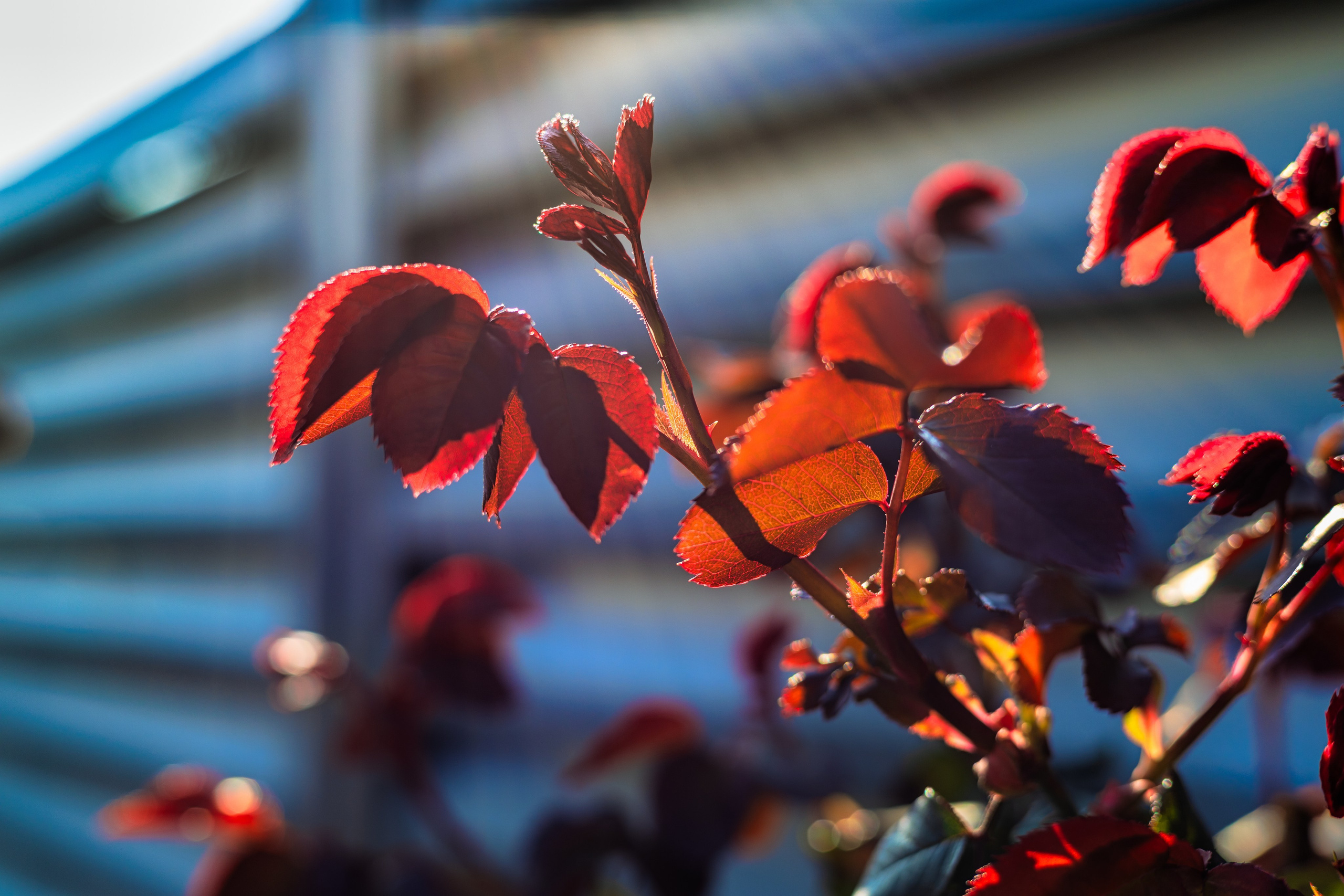 Portret bebeluș la botez realizat de Mitroi Iulian