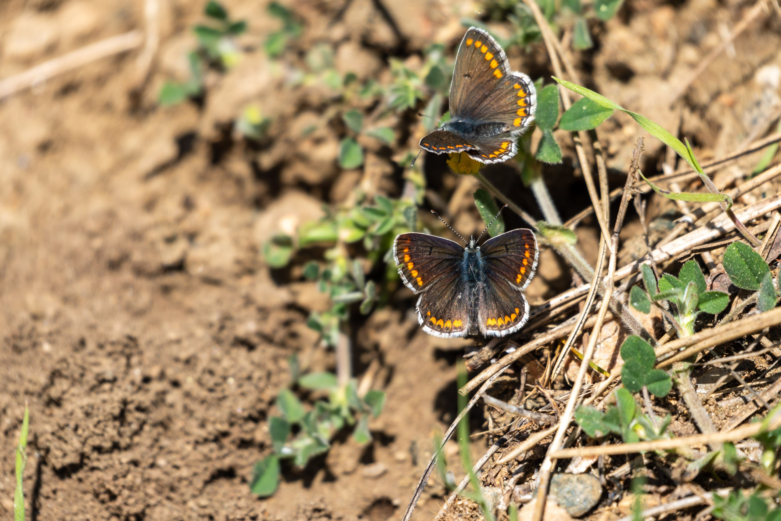 Thasos 2025. Fotografiideplacere.net