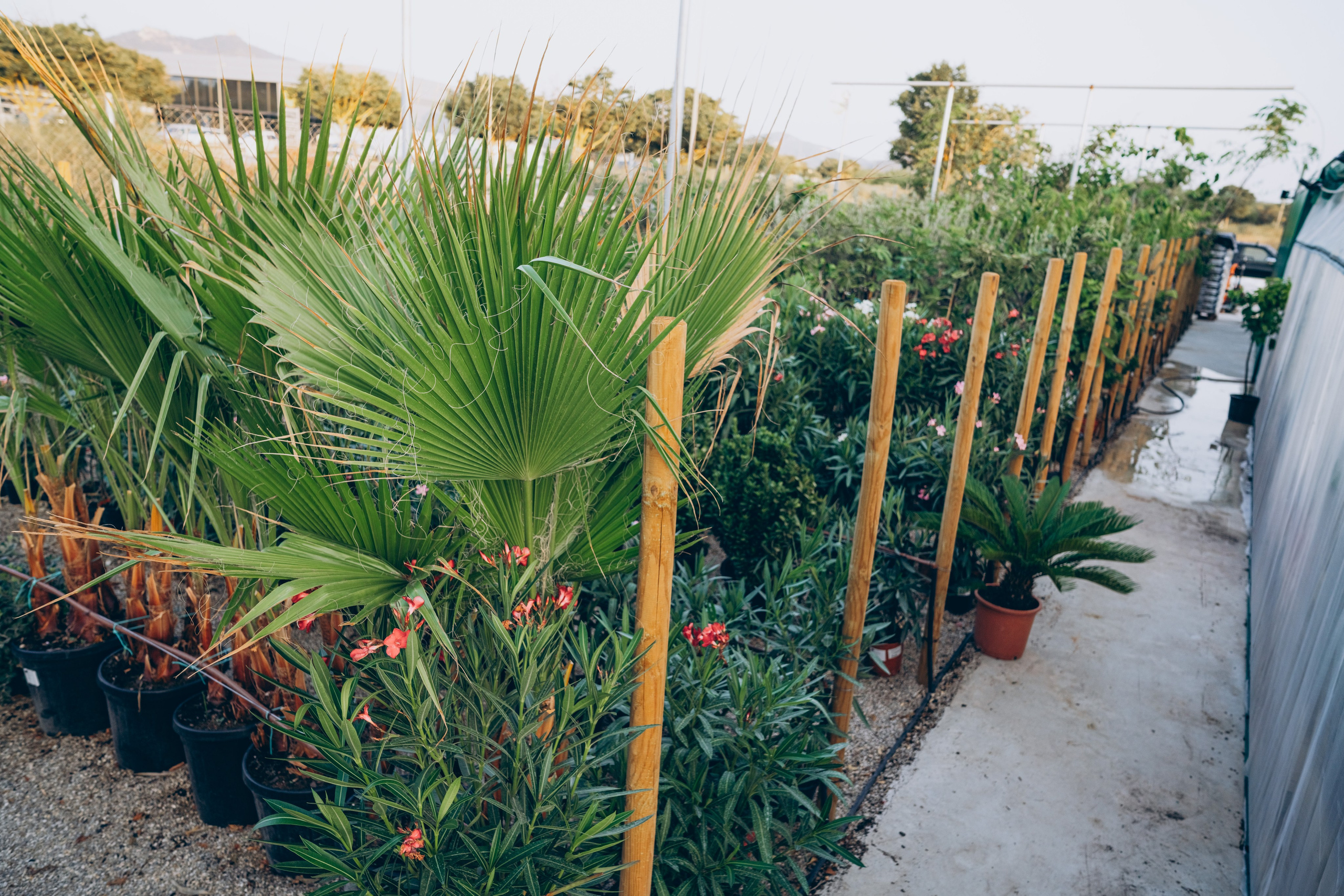 Centro Jardin. Photographer in Mallorca