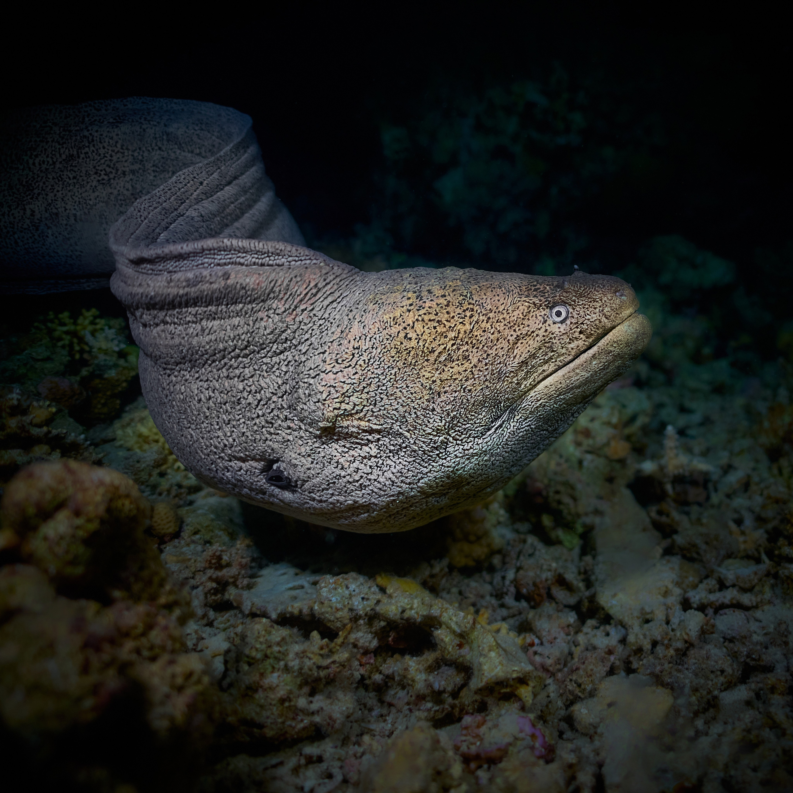 Mieszkańcy mórz. Andriej Szypilow — Photography & Videography