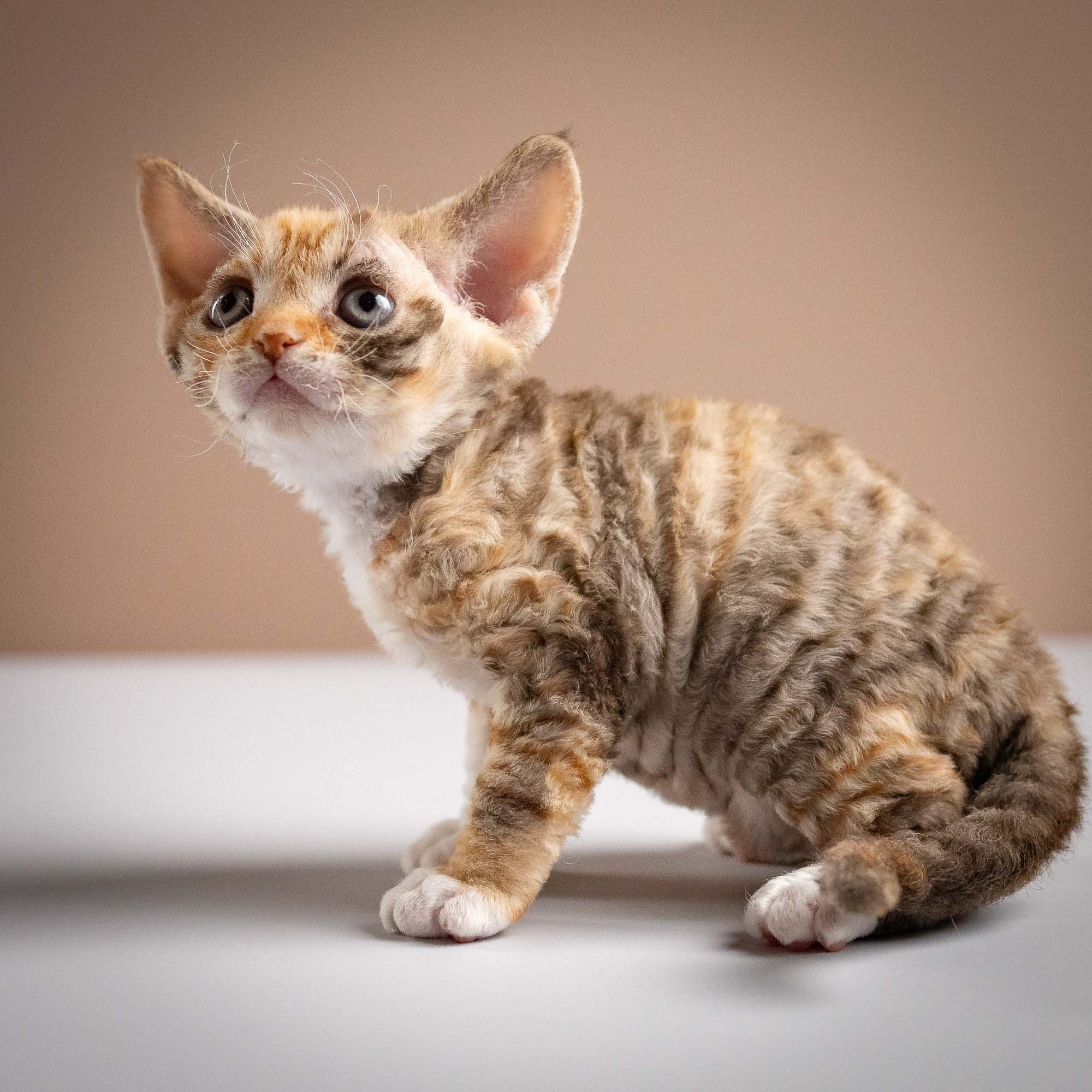 Oksana, girl, born 02.08.26. Devon Rex Pixie Cattery