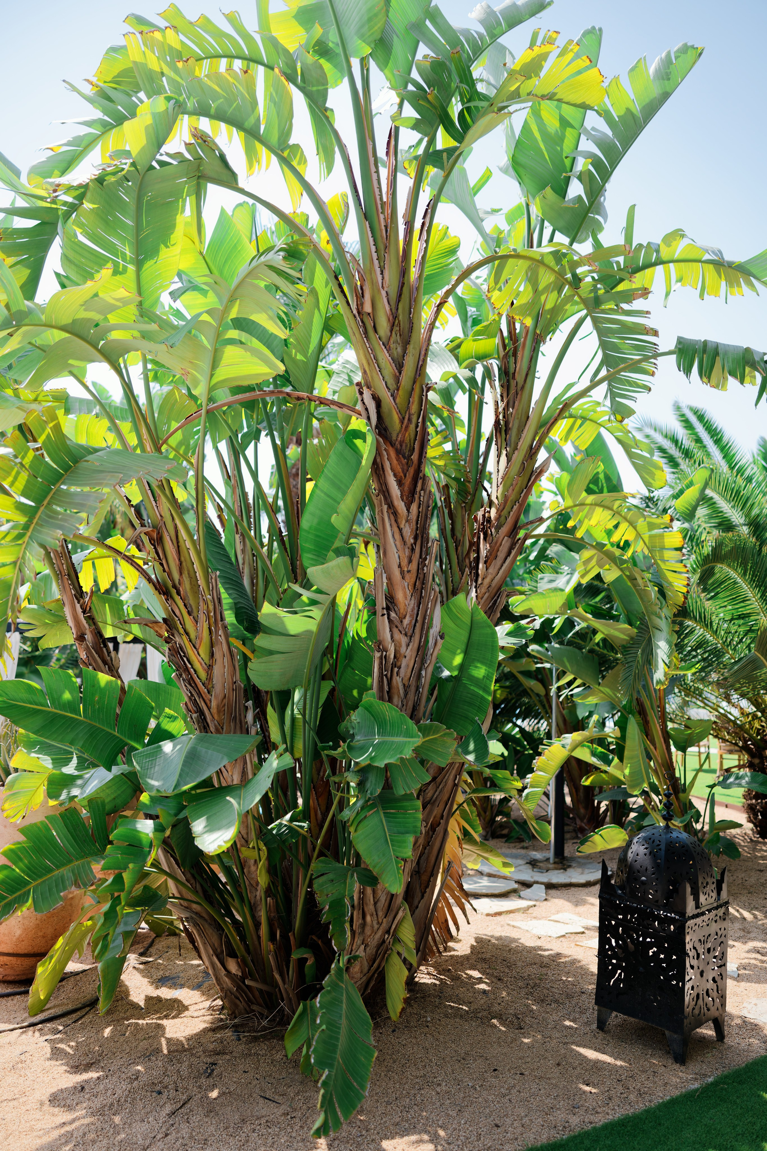 Indian wedding at Gran Villa Rosa, Barcelona