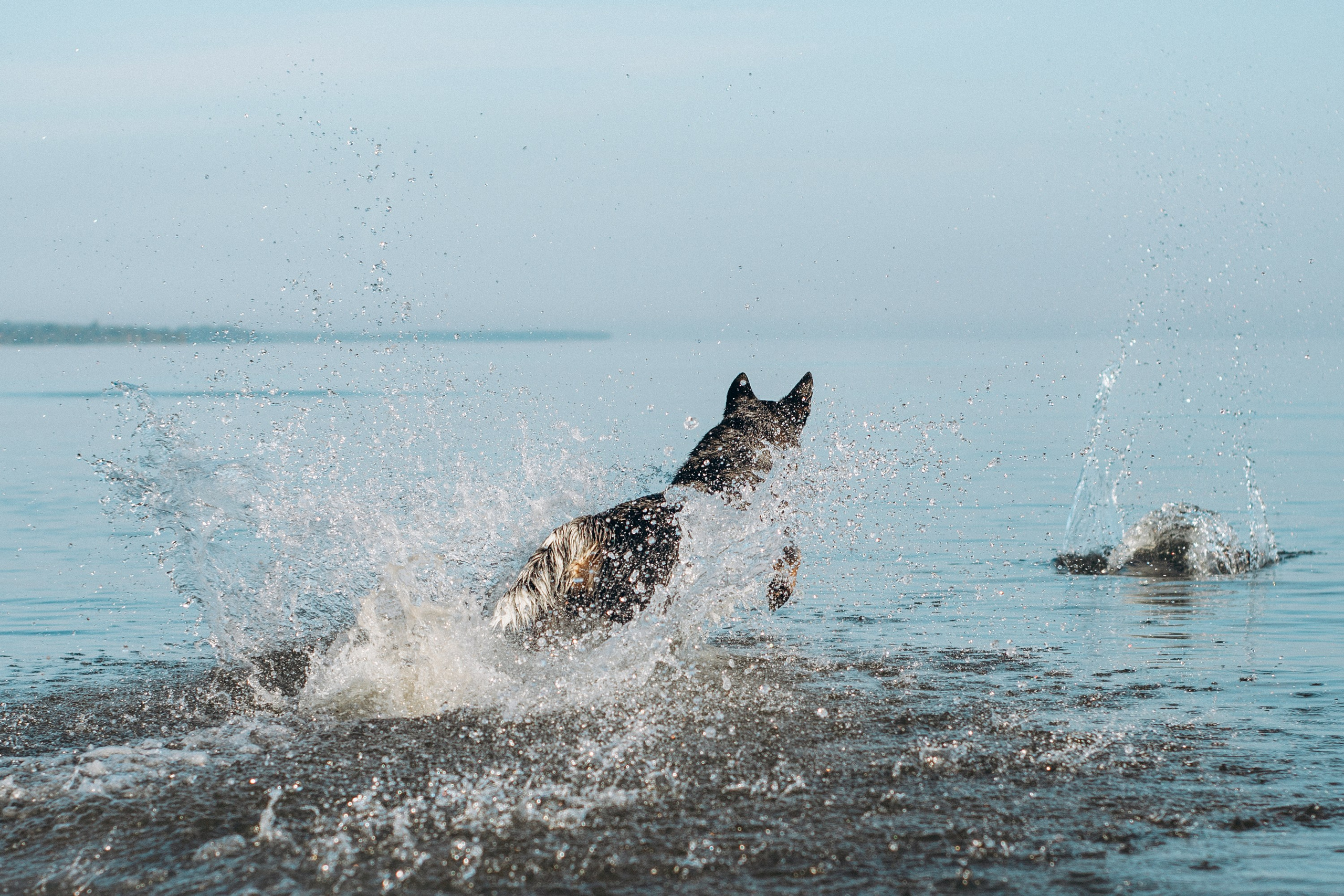 Dakota, Australian Cattle Dog. Kat Laisaar — Pet photographer in Tallinn