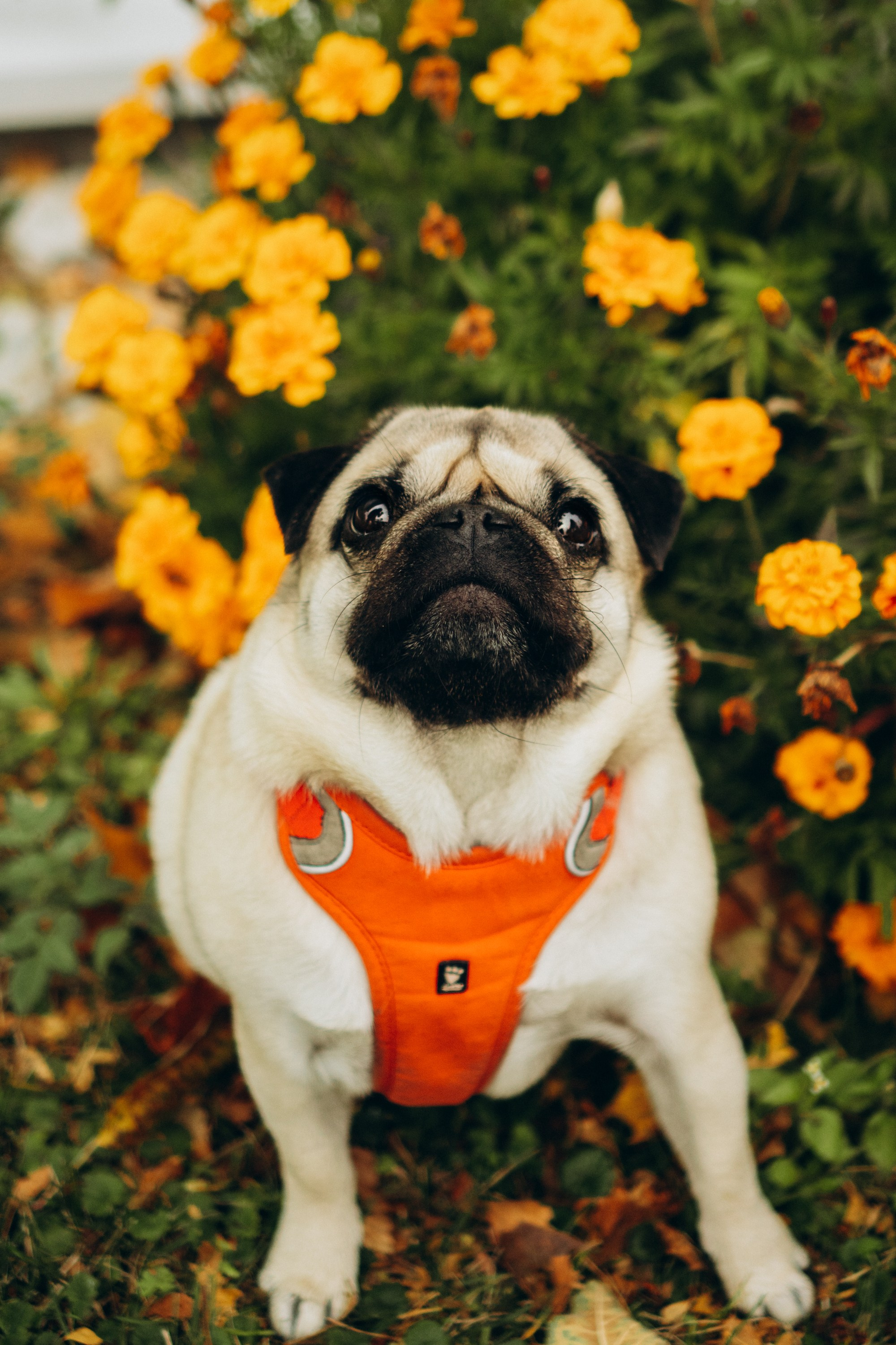 Jelena and her Sandy, Pug and Katja and her Safiir, Cardigan Welsh Corgi. Kat Laisaar — Pet photographer in Tallinn