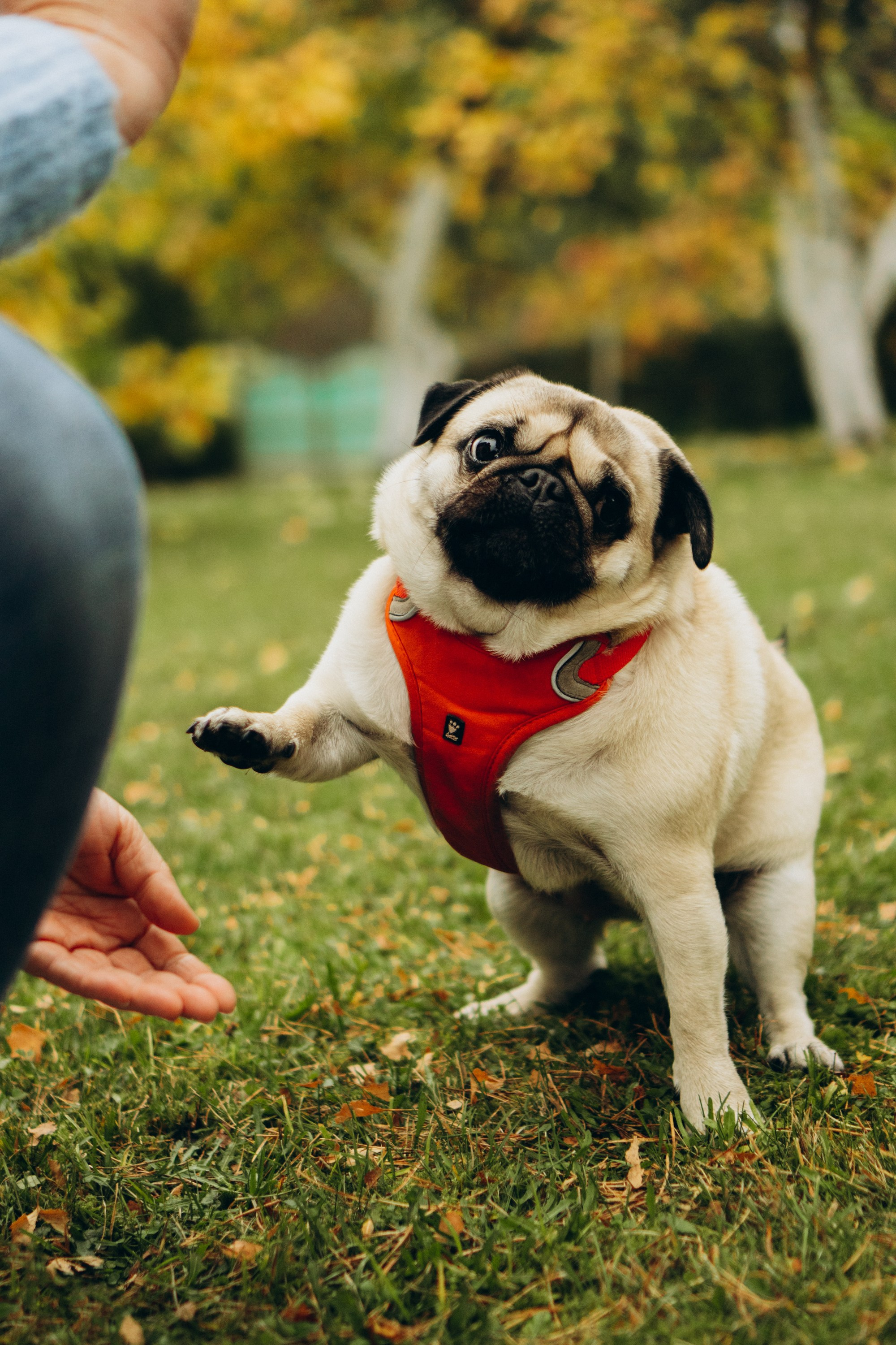 Jelena and her Sandy, Pug and Katja and her Safiir, Cardigan Welsh Corgi. Kat Laisaar — Pet photographer in Tallinn