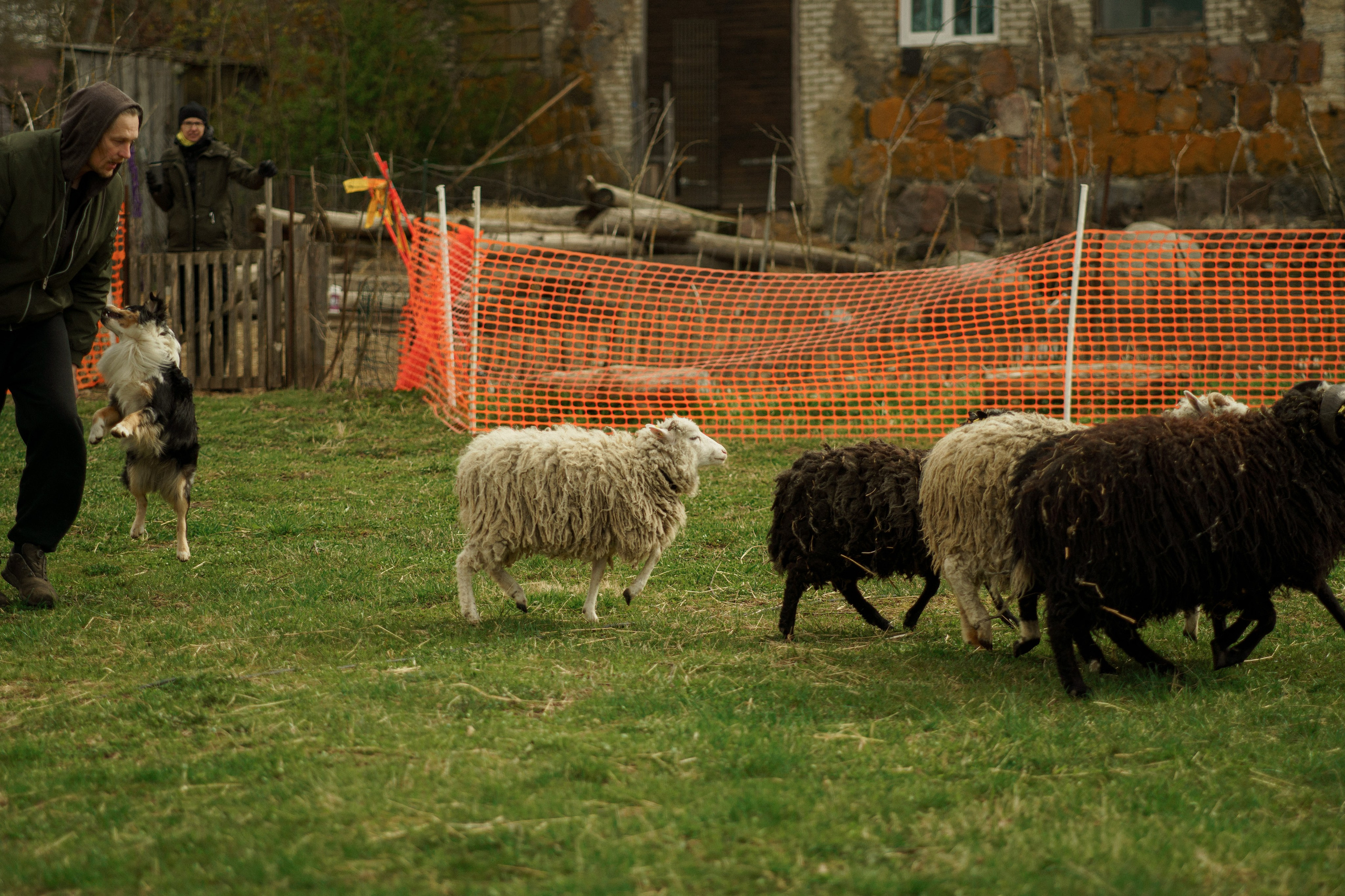 Herding Days, 26 apr. 2025. Kat Laisaar — Pet photographer in Tallinn