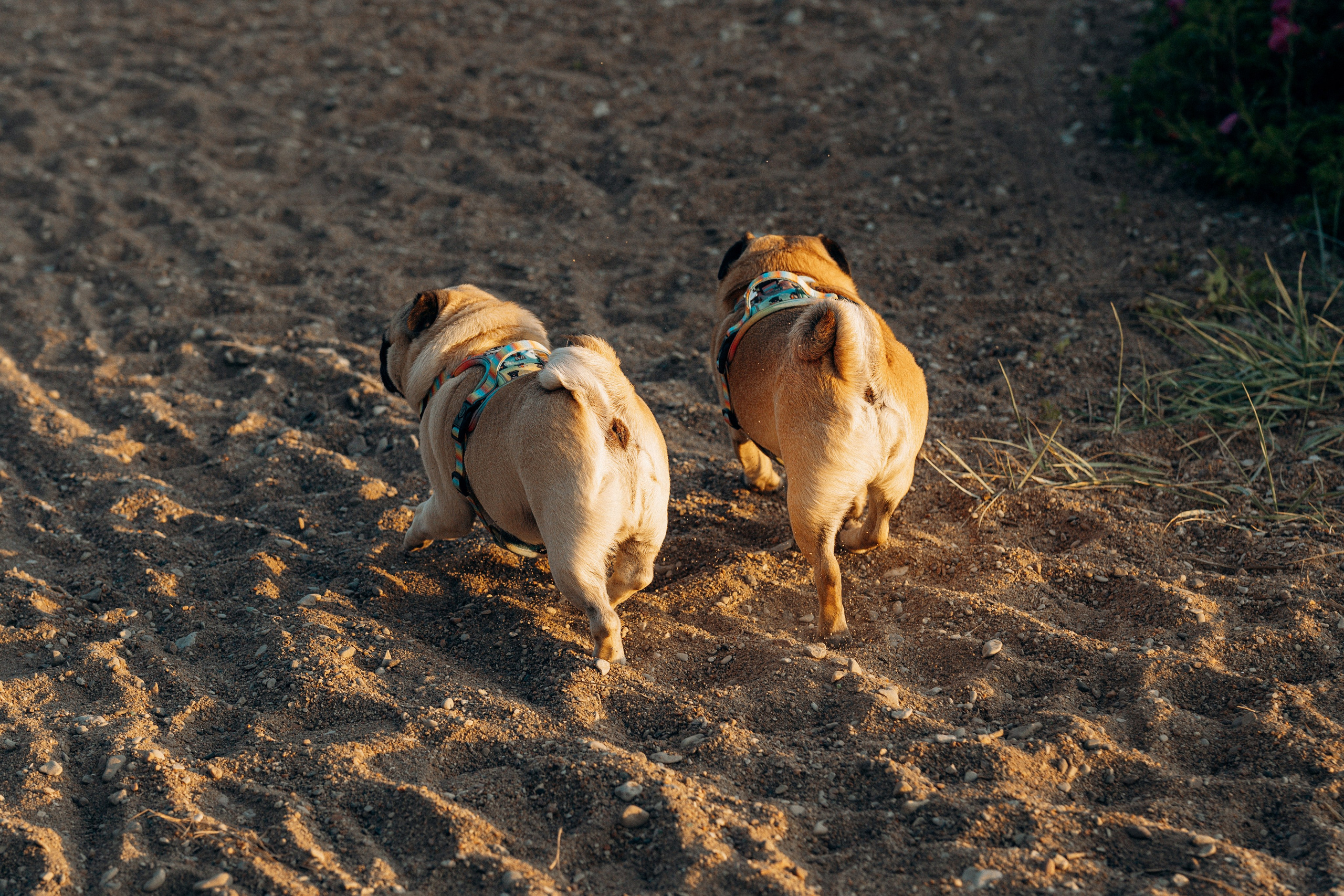 Frank, Tony, Katerina & Lev. Kat Laisaar — Pet photographer in Tallinn