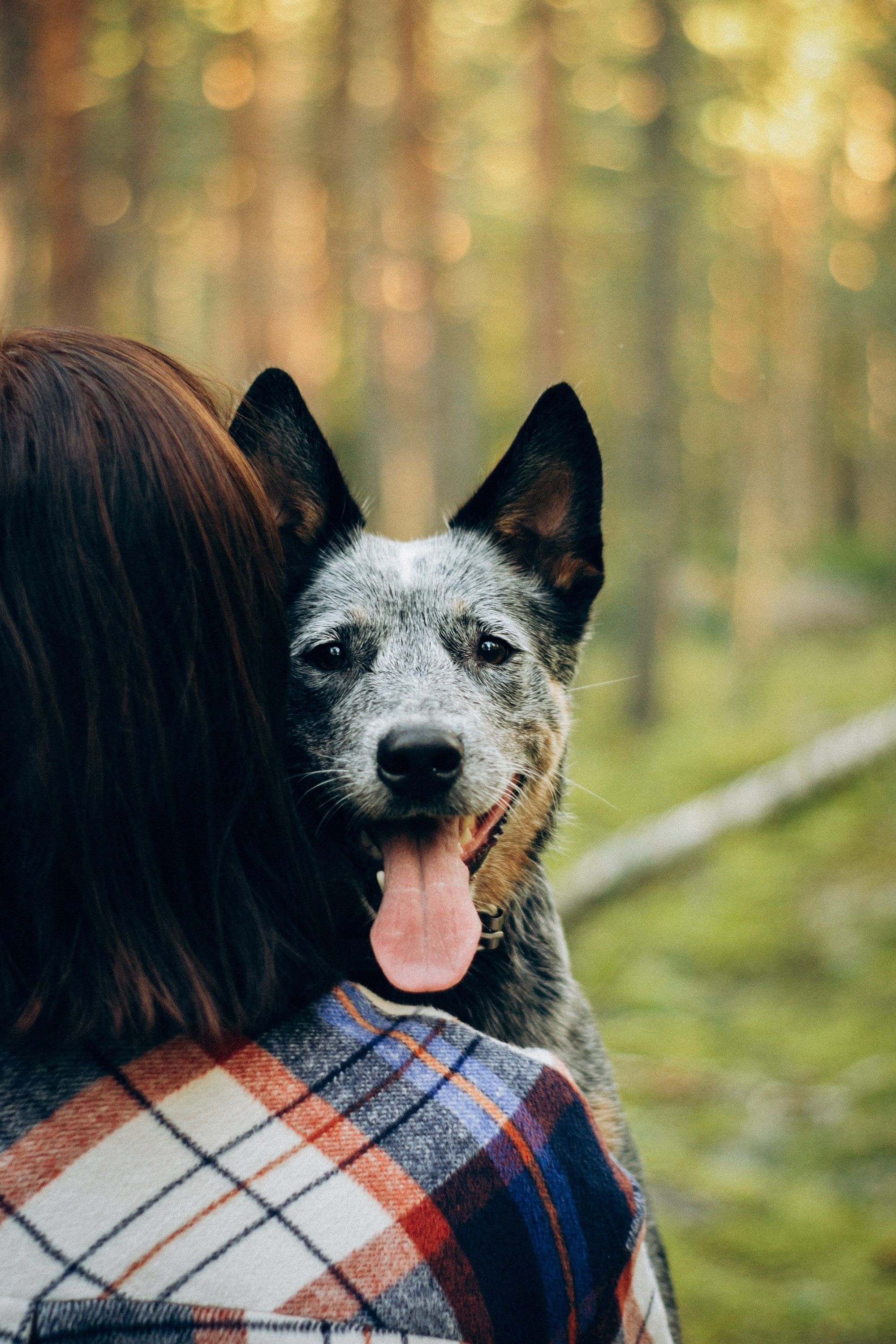 Polina and her Dakota, Blue Heeler. Kat Laisaar — Pet photographer in Tallinn