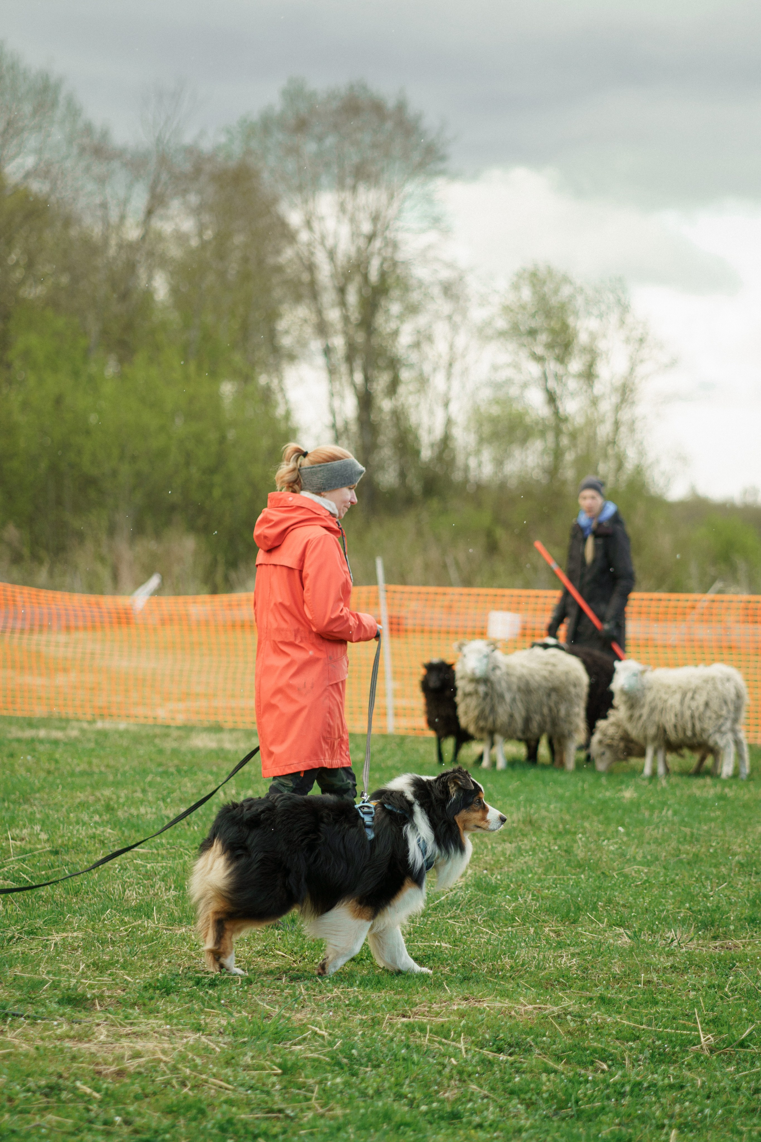 Herding Days, 26 apr. 2025. Kat Laisaar — Pet photographer in Tallinn