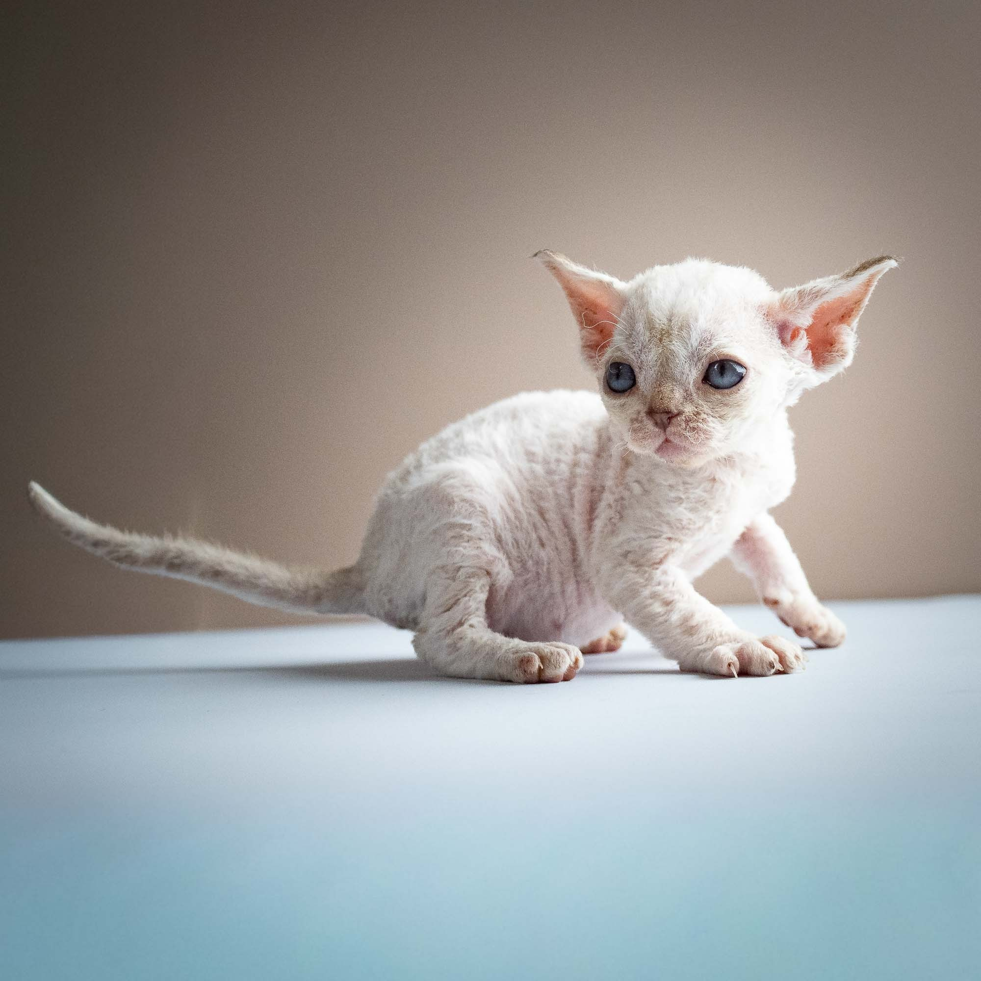 Selena, girl, born 05.08.26. Devon Rex Pixie Cattery