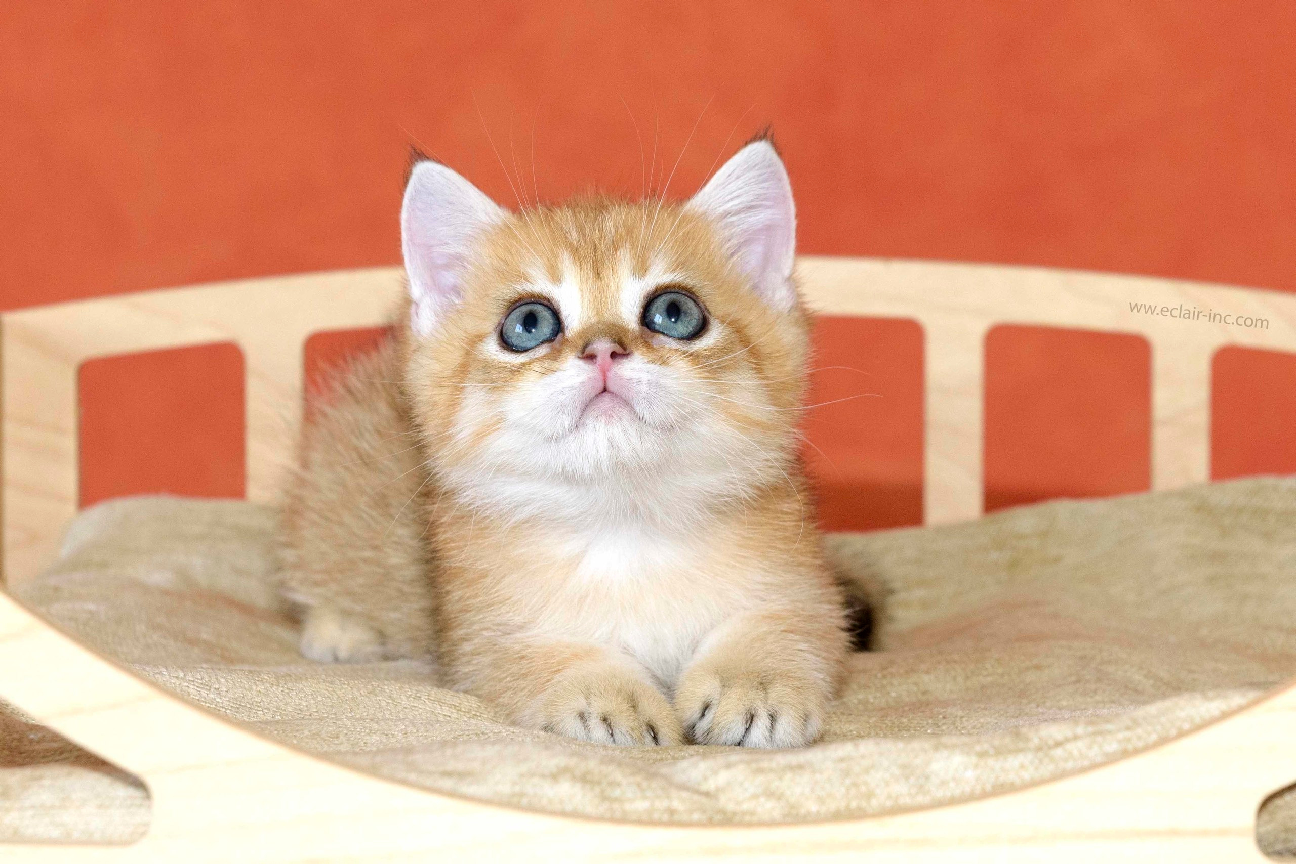 british shorthair golden, british shorthair golden cattery, british shorthair cattery greece, british golden chinchilla greece, british shorthair price, british shorthair Cyprus price, british shorthair Limassol price, cattery british shorthair Limassol, cattery british shorthair Cyprus