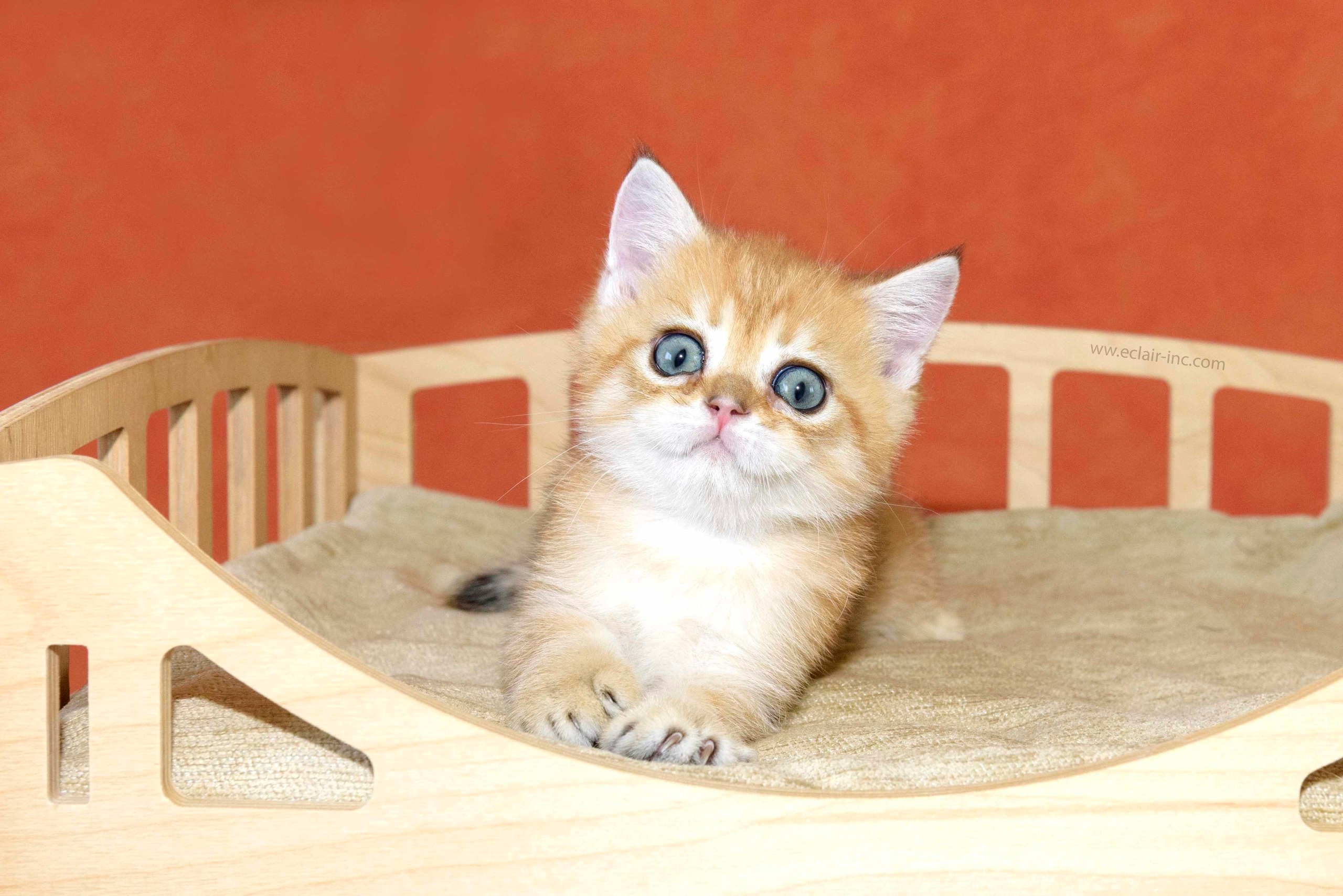 british shorthair golden, british shorthair golden cattery, british shorthair cattery greece, british golden chinchilla greece, british shorthair price, british shorthair Cyprus price, british shorthair Limassol price, cattery british shorthair Limassol, cattery british shorthair Cyprus