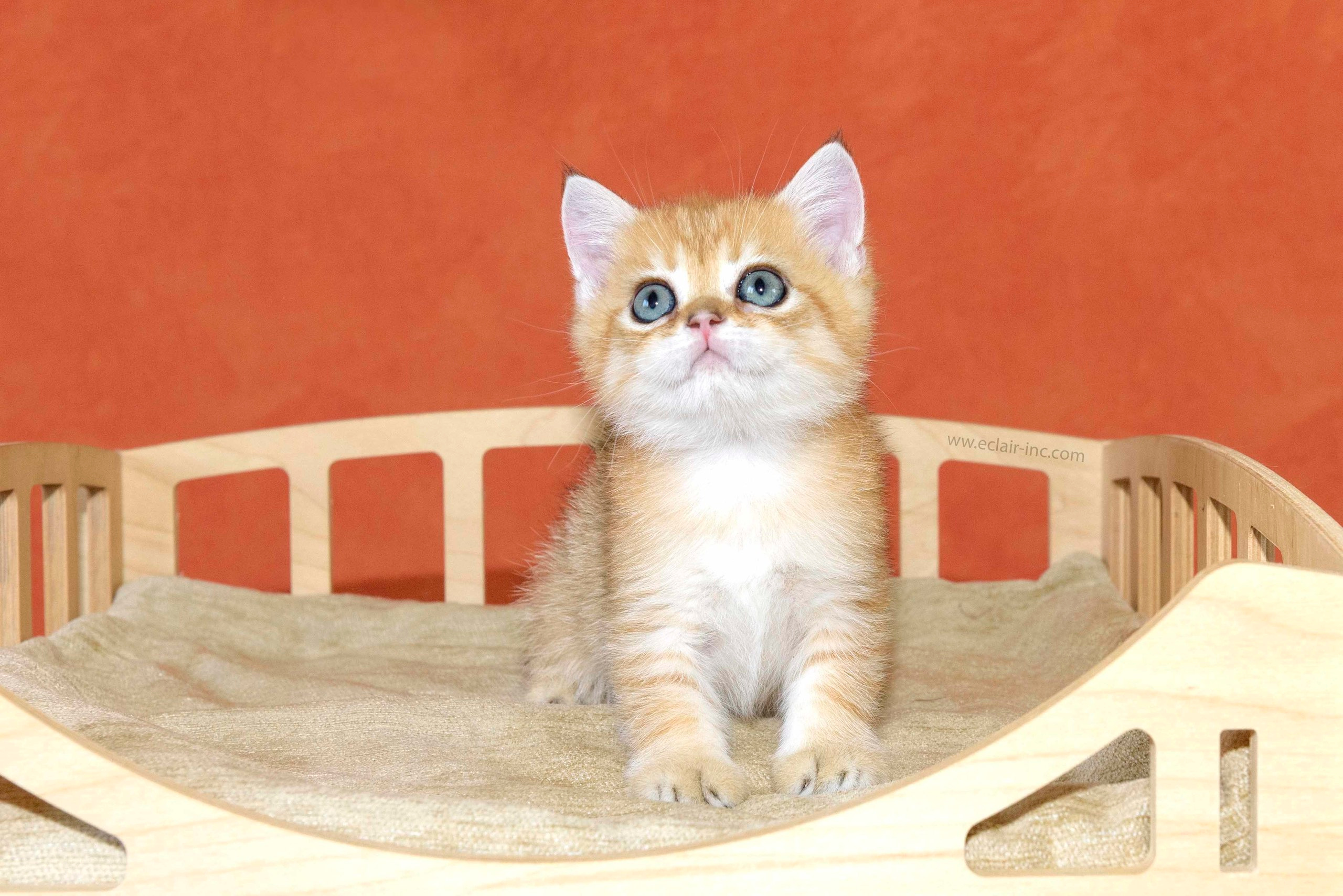 british shorthair golden, british shorthair golden cattery, british shorthair cattery greece, british golden chinchilla greece, british shorthair price, british shorthair Cyprus price, british shorthair Limassol price, cattery british shorthair Limassol, cattery british shorthair Cyprus