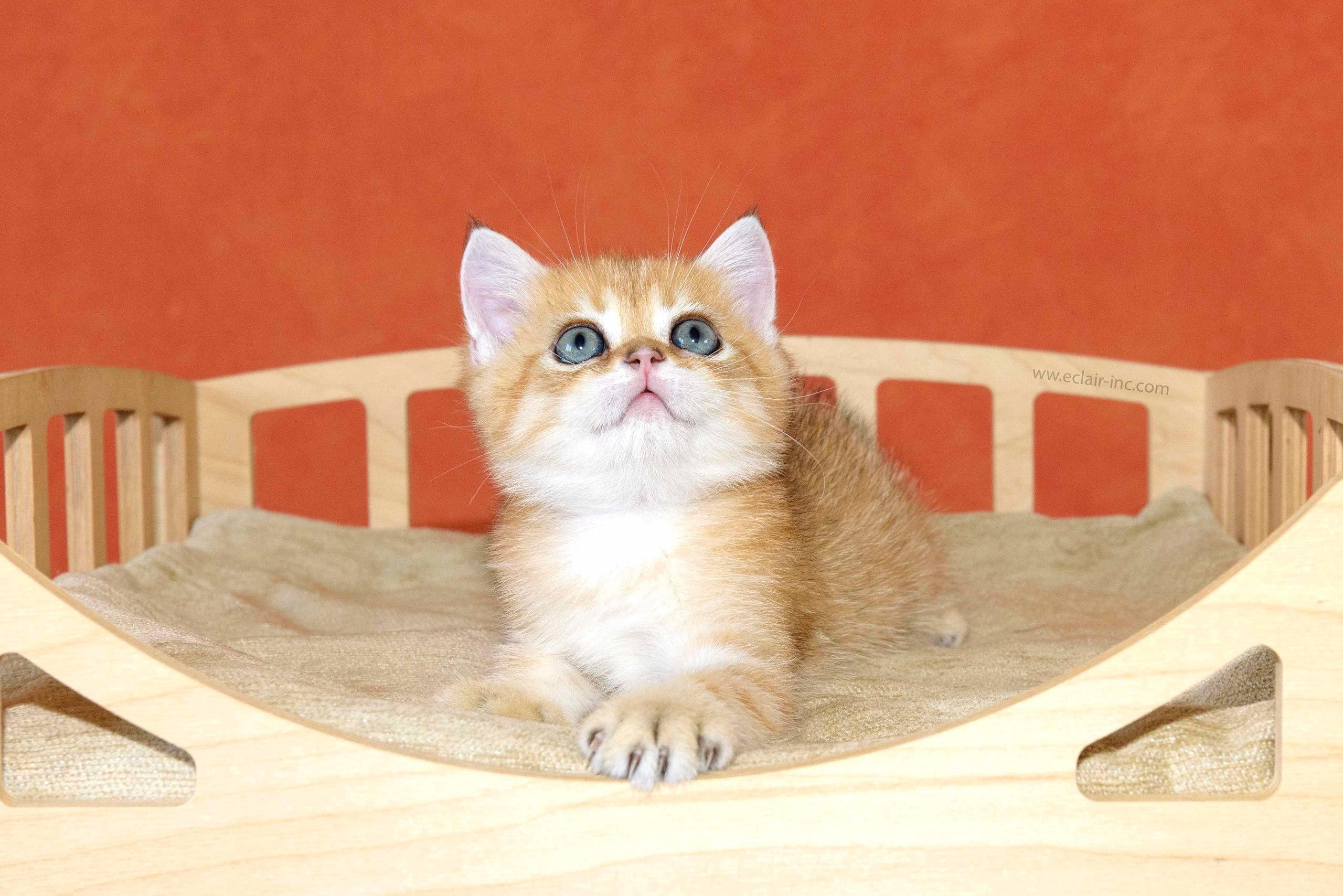 british shorthair golden, british shorthair golden cattery, british shorthair cattery greece, british golden chinchilla greece, british shorthair price, british shorthair Cyprus price, british shorthair Limassol price, cattery british shorthair Limassol, cattery british shorthair Cyprus