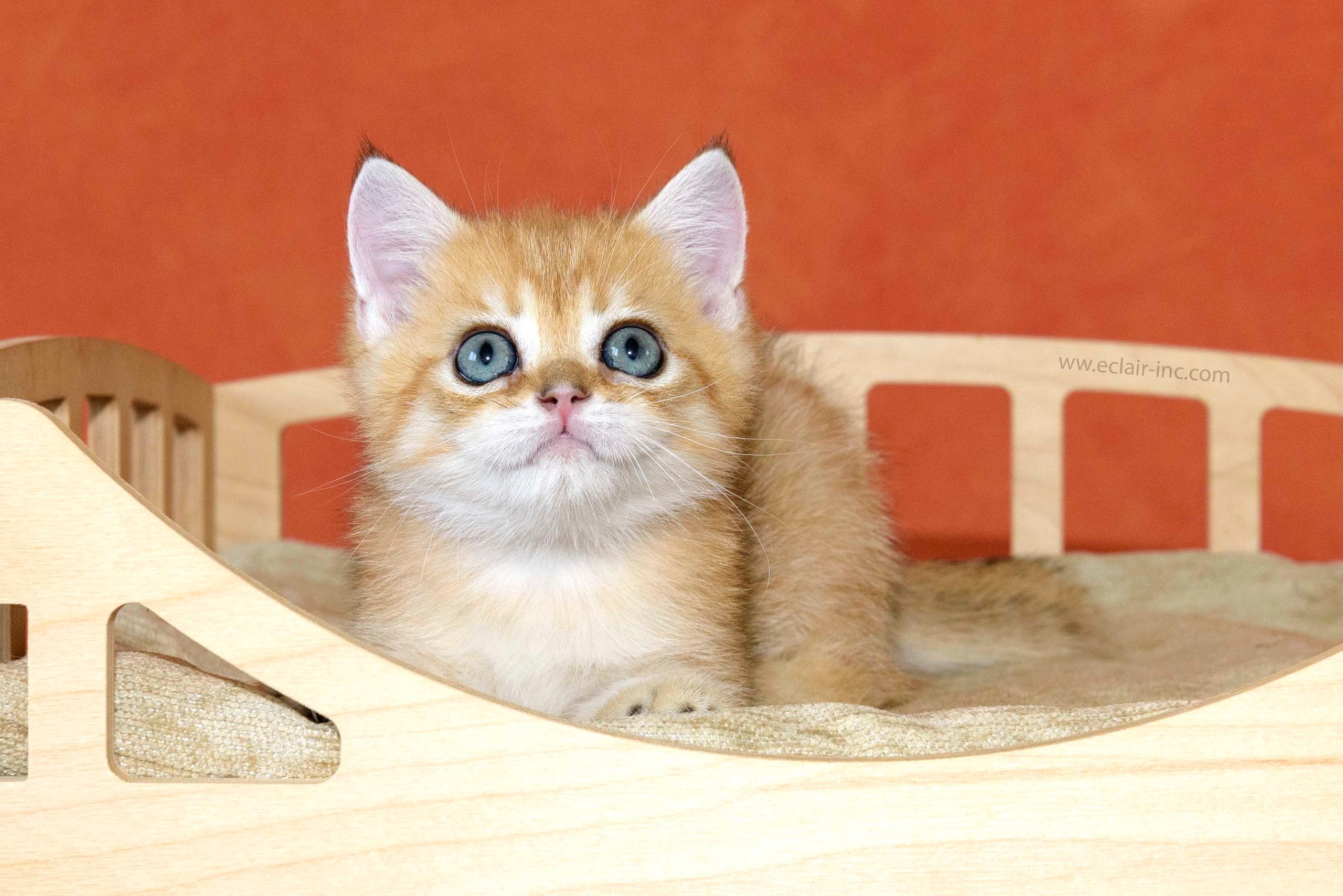 british shorthair golden, british shorthair golden cattery, british shorthair cattery greece, british golden chinchilla greece, british shorthair price, british shorthair Cyprus price, british shorthair Limassol price, cattery british shorthair Limassol, cattery british shorthair Cyprus