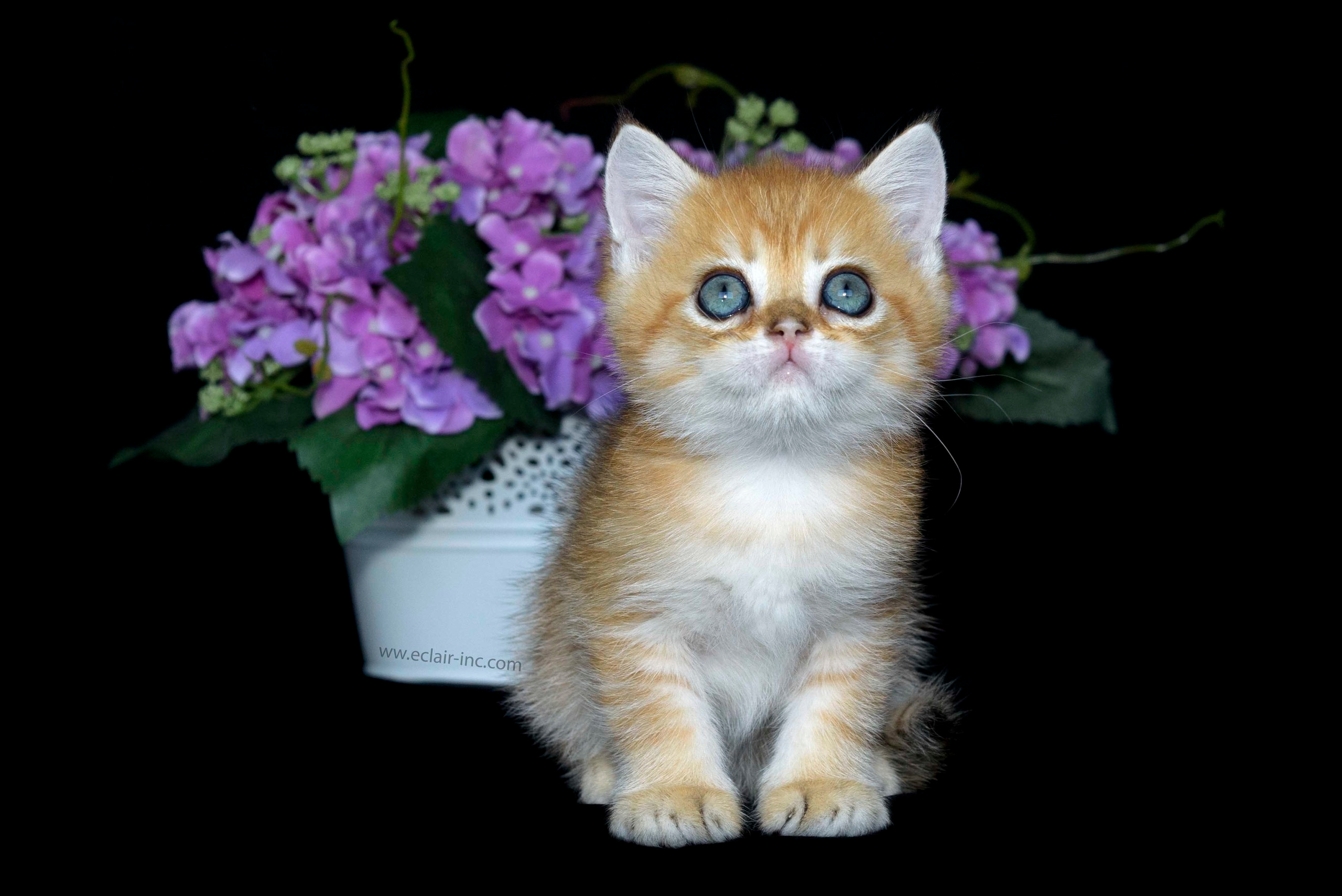 Βρετανικά γατάκια Ελλάδα, βρετανικά γατάκια Κύπρος, βρετανική γάτα Λεμεσός, βρετανική γάτα Κύπρος τιμή, εκτροφείο βρετανικής γάτας Κύπρος, εκτροφείο βρετανικής γάτας Λεμεσός, εκτροφείο βρετανικής γάτας Λάρνακα, εκτροφείο βρετανικής κοντότριχης γάτας στην Αθήνα, εκτροφείο βρετανικής κοντότριχης στην Ελλάδα, βρετανική κοντότριχη γάτα τιμή