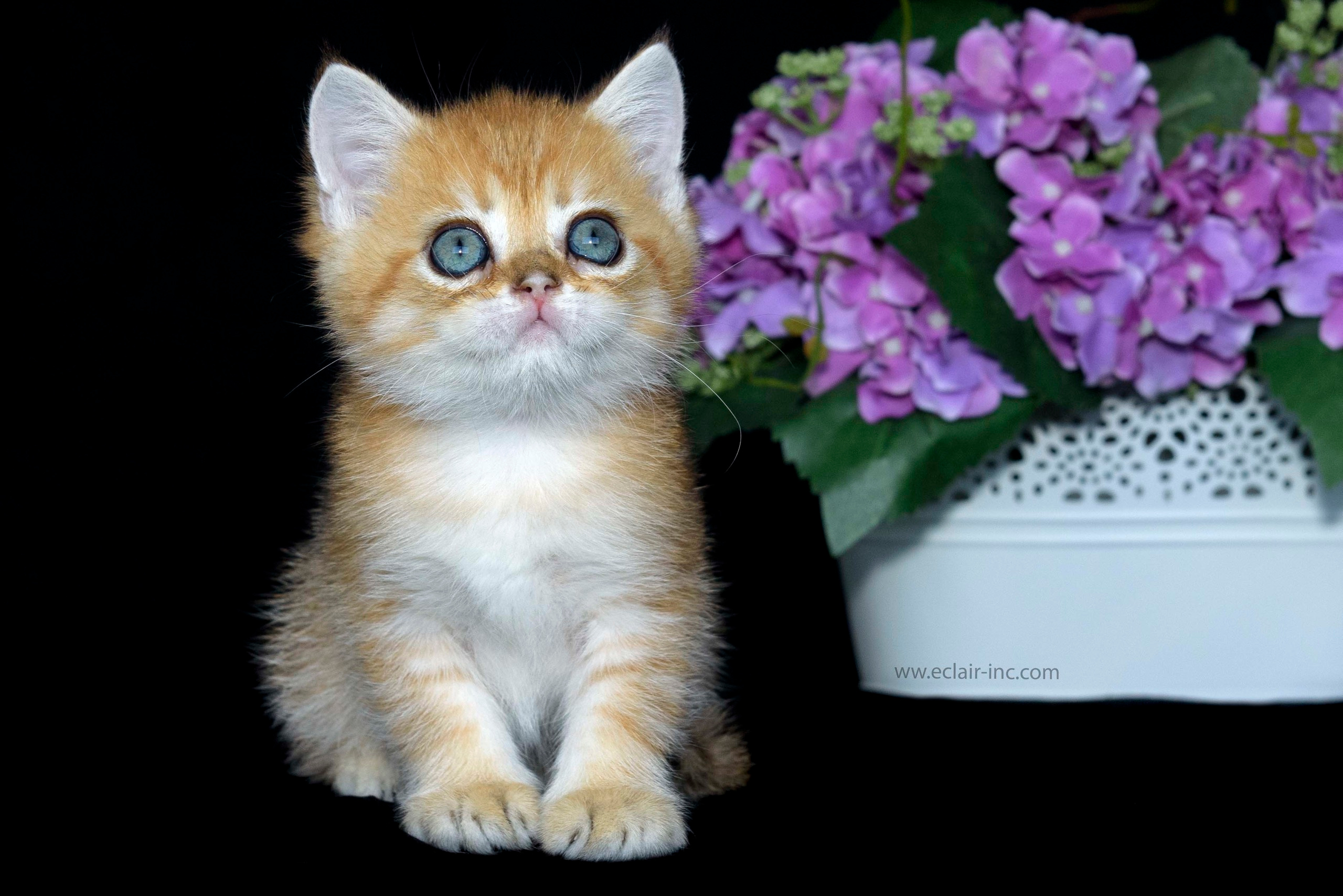 Βρετανικά γατάκια Ελλάδα, βρετανικά γατάκια Κύπρος, βρετανική γάτα Λεμεσός, βρετανική γάτα Κύπρος τιμή, εκτροφείο βρετανικής γάτας Κύπρος, εκτροφείο βρετανικής γάτας Λεμεσός, εκτροφείο βρετανικής γάτας Λάρνακα, εκτροφείο βρετανικής κοντότριχης γάτας στην Αθήνα, εκτροφείο βρετανικής κοντότριχης στην Ελλάδα, βρετανική κοντότριχη γάτα τιμή