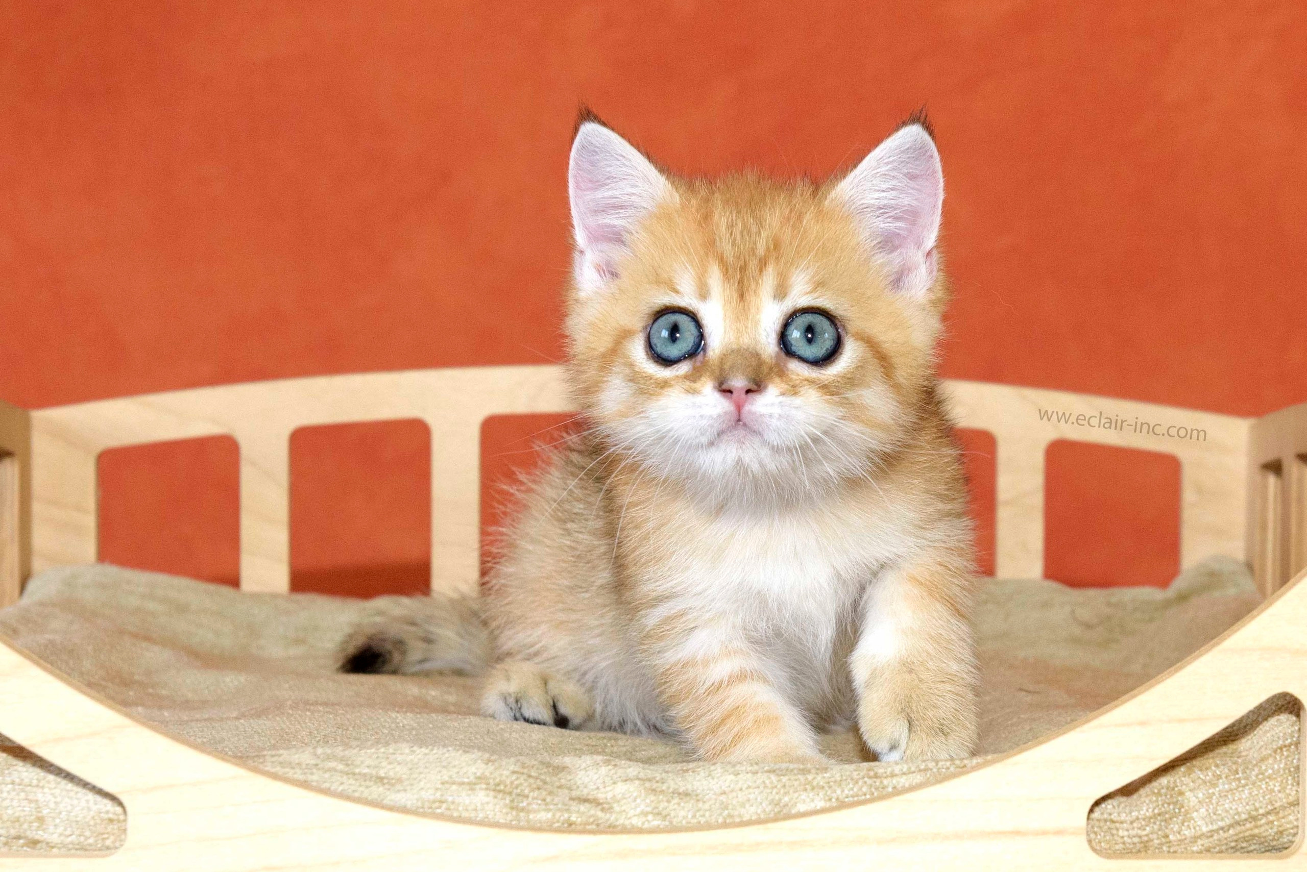 british shorthair golden, british shorthair golden cattery, british shorthair cattery greece, british golden chinchilla greece, british shorthair price, british shorthair Cyprus price, british shorthair Limassol price, cattery british shorthair Limassol, cattery british shorthair Cyprus