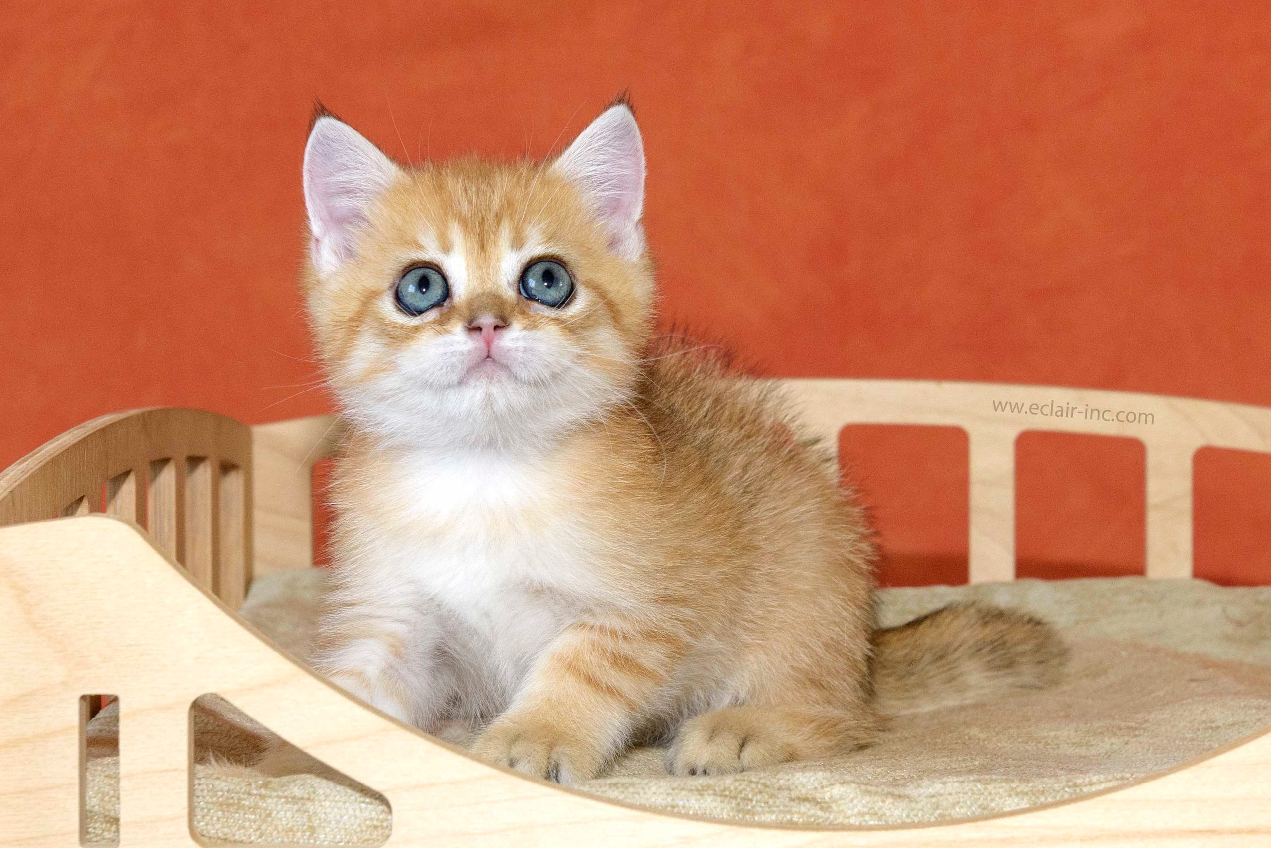 british shorthair golden, british shorthair golden cattery, british shorthair cattery greece, british golden chinchilla greece, british shorthair price, british shorthair Cyprus price, british shorthair Limassol price, cattery british shorthair Limassol, cattery british shorthair Cyprus