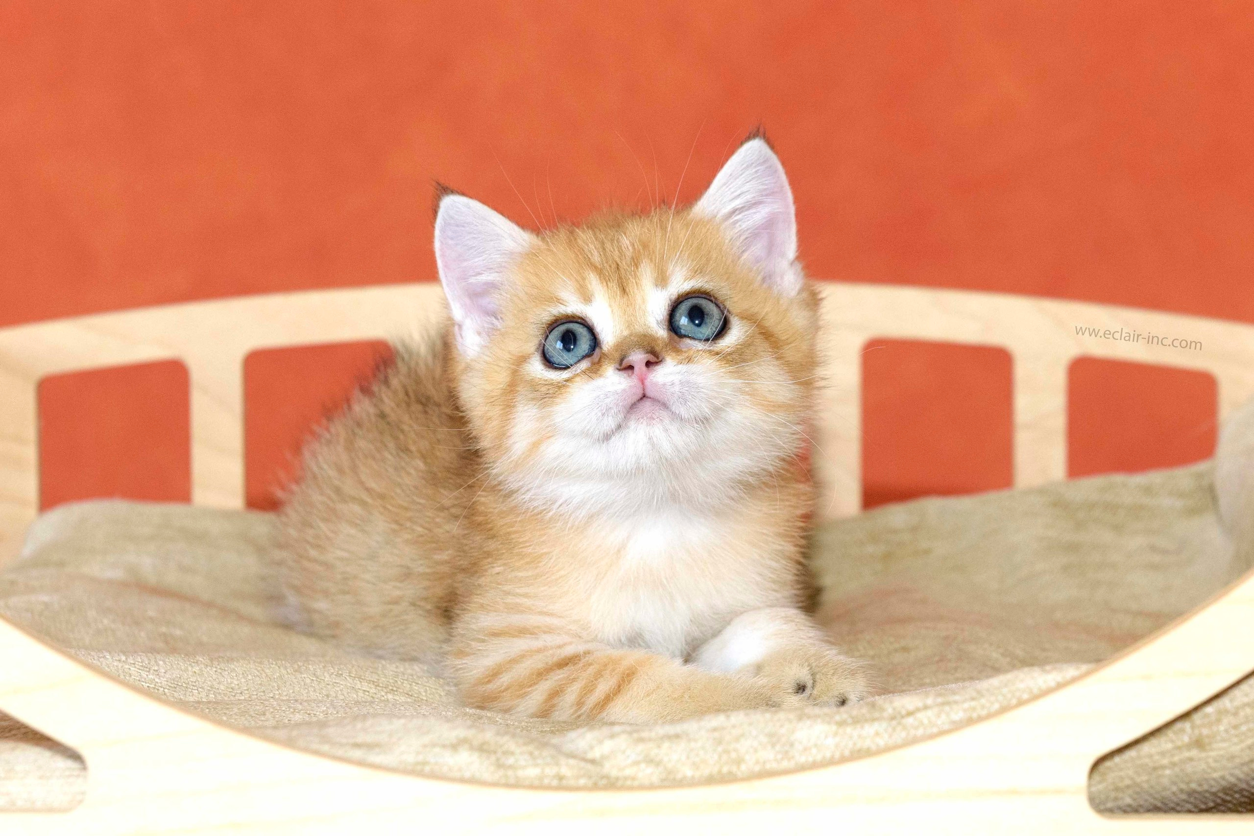 british shorthair golden, british shorthair golden cattery, british shorthair cattery greece, british golden chinchilla greece, british shorthair price, british shorthair Cyprus price, british shorthair Limassol price, cattery british shorthair Limassol, cattery british shorthair Cyprus