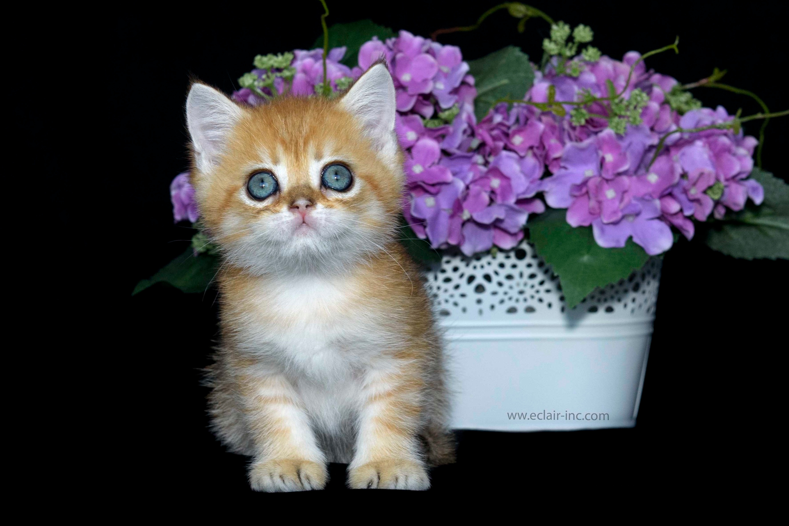 Βρετανικά γατάκια Ελλάδα, βρετανικά γατάκια Κύπρος, βρετανική γάτα Λεμεσός, βρετανική γάτα Κύπρος τιμή, εκτροφείο βρετανικής γάτας Κύπρος, εκτροφείο βρετανικής γάτας Λεμεσός, εκτροφείο βρετανικής γάτας Λάρνακα, εκτροφείο βρετανικής κοντότριχης γάτας στην Αθήνα, εκτροφείο βρετανικής κοντότριχης στην Ελλάδα, βρετανική κοντότριχη γάτα τιμή