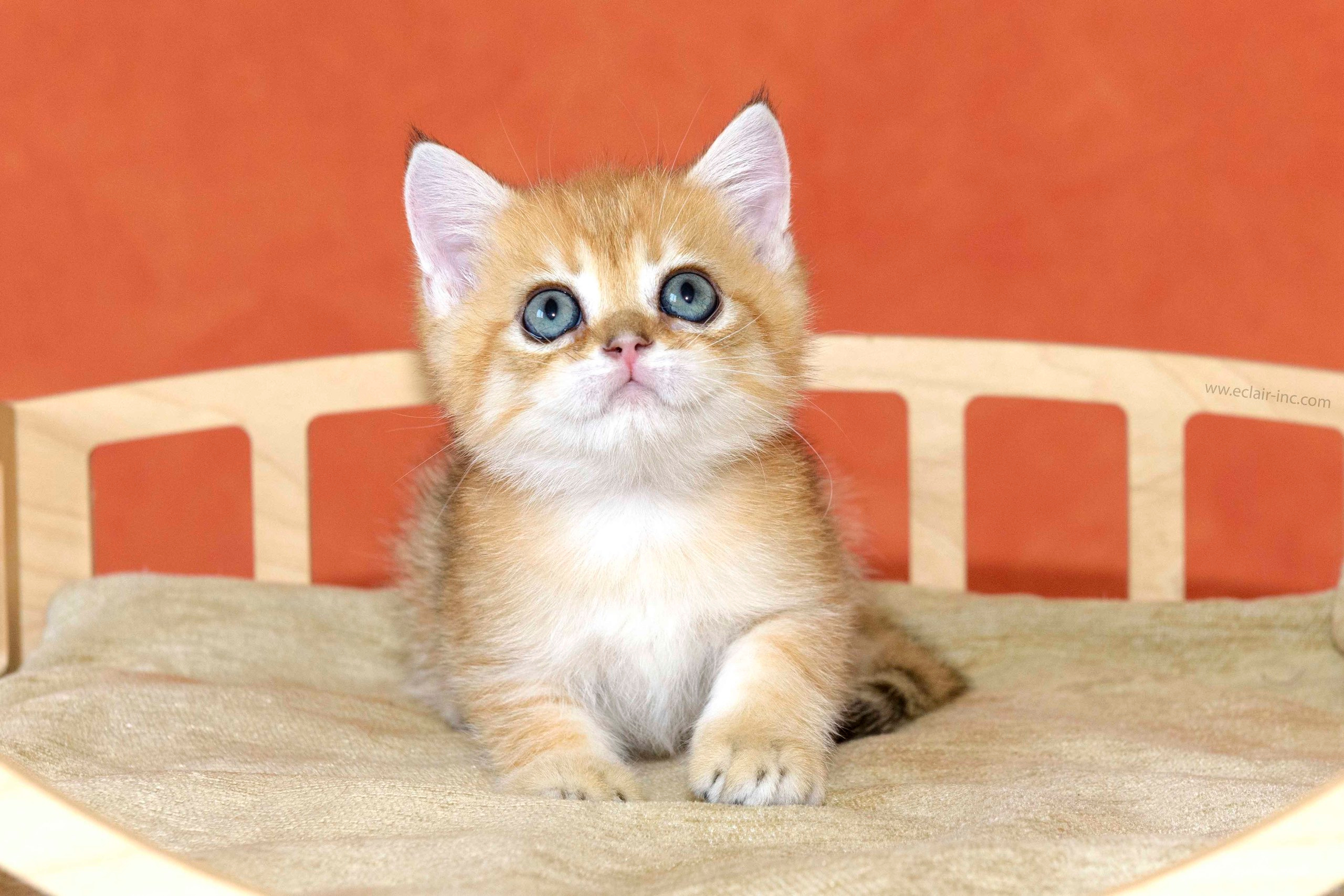 british shorthair golden, british shorthair golden cattery, british shorthair cattery greece, british golden chinchilla greece, british shorthair price, british shorthair Cyprus price, british shorthair Limassol price, cattery british shorthair Limassol, cattery british shorthair Cyprus