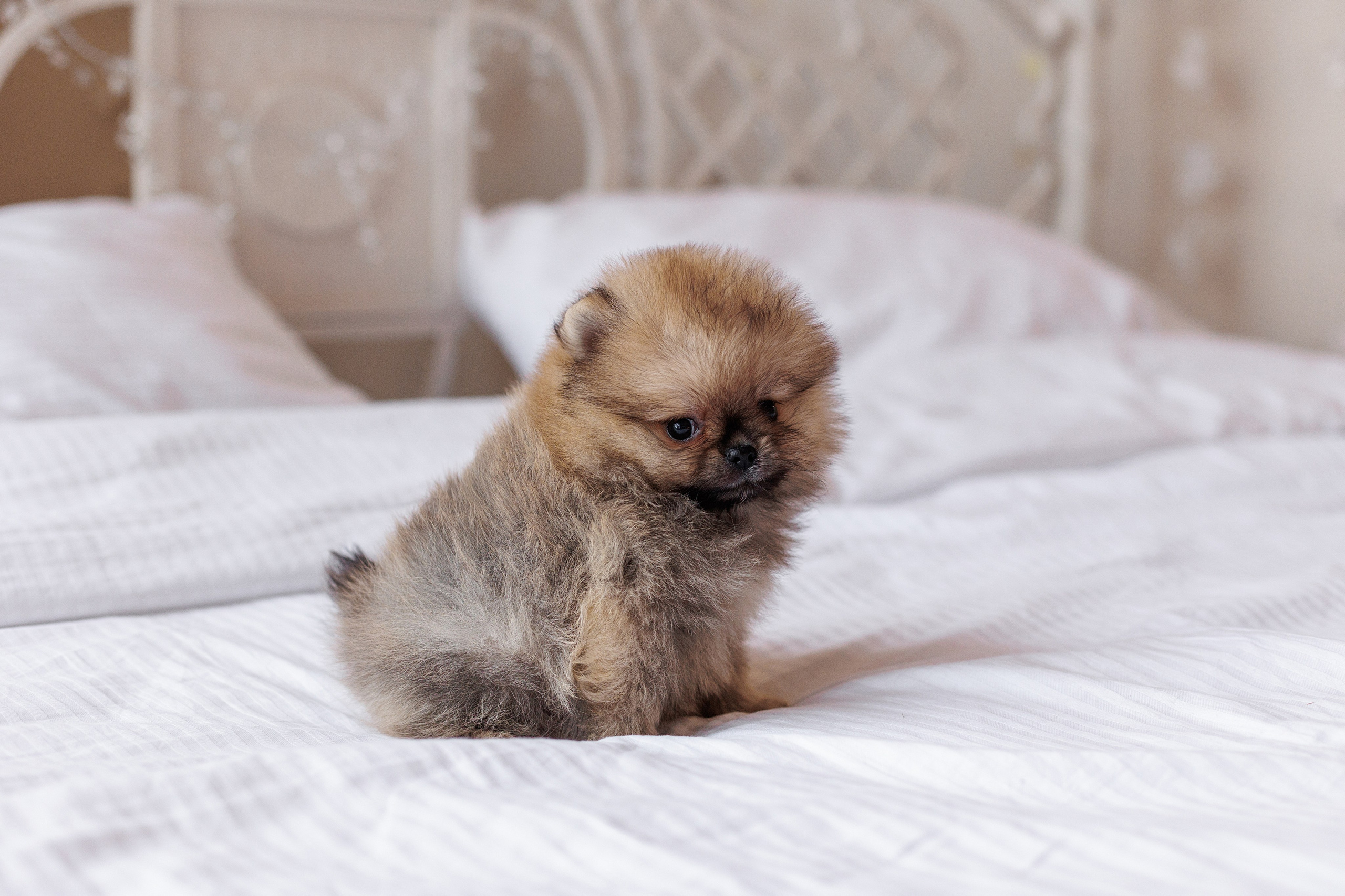 Pomeranian puppies. Семейный фотограф в Кишинёве Пулькина Ольга