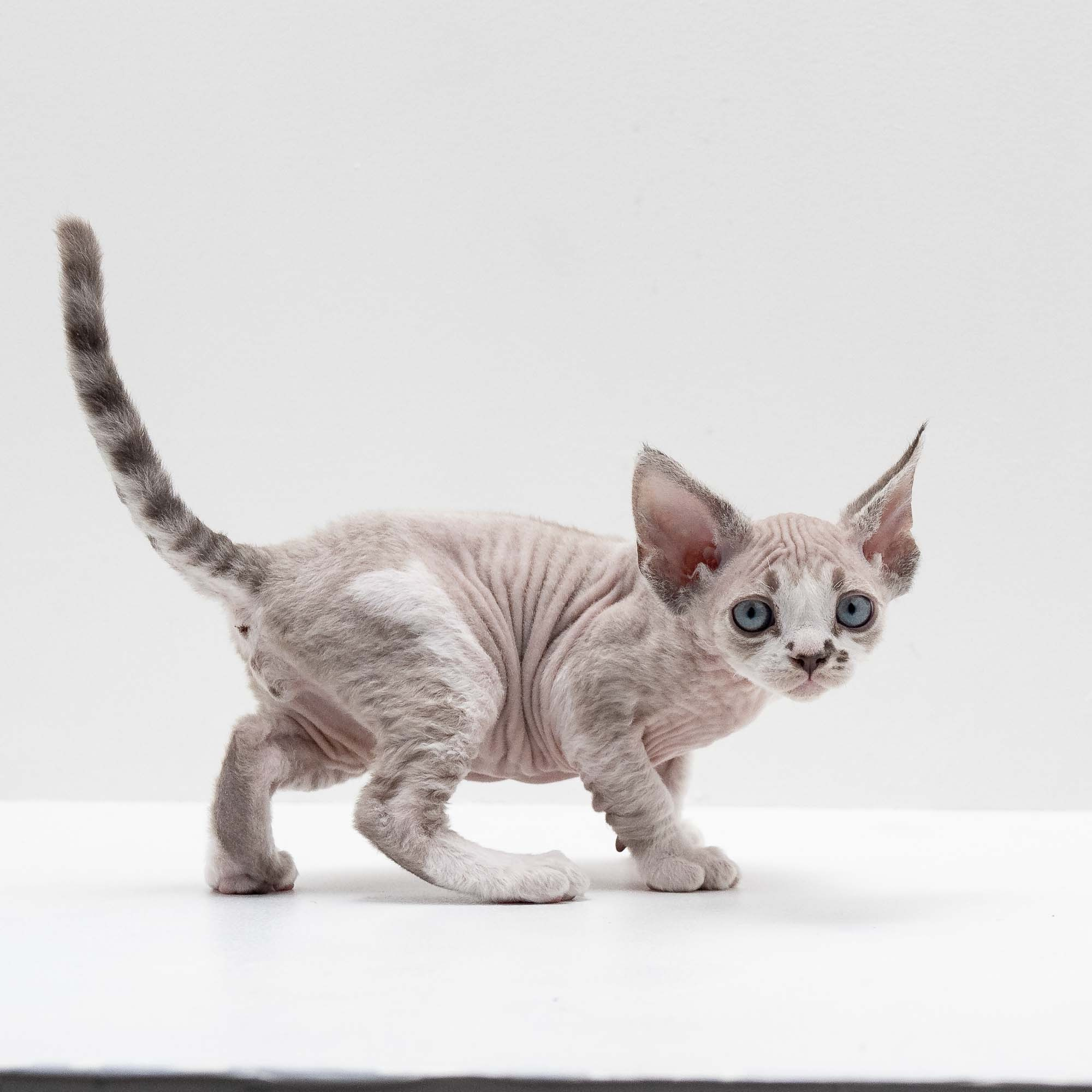 Frank, boy, born on 01.01.25. Devon Rex Pixie Cattery