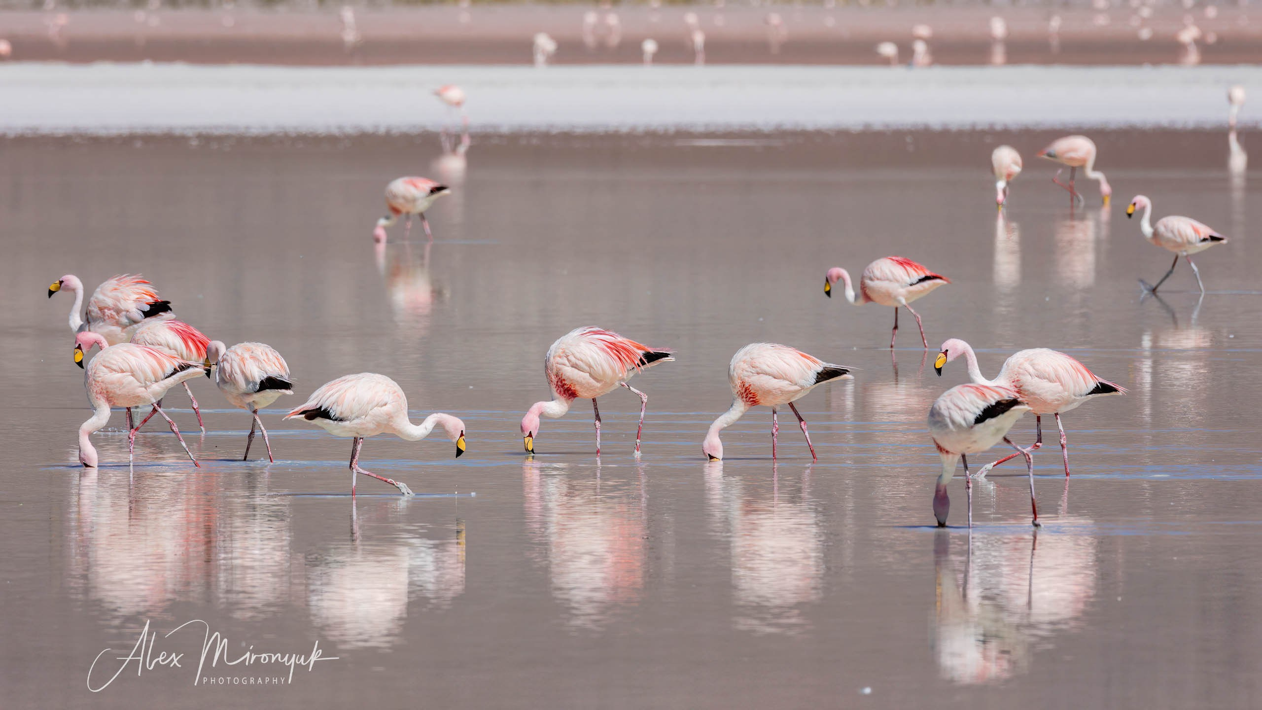 Bolivia Adventure — 2025. Pet, Senior, Landscape, portrait studio, photographer in Miami and Sou