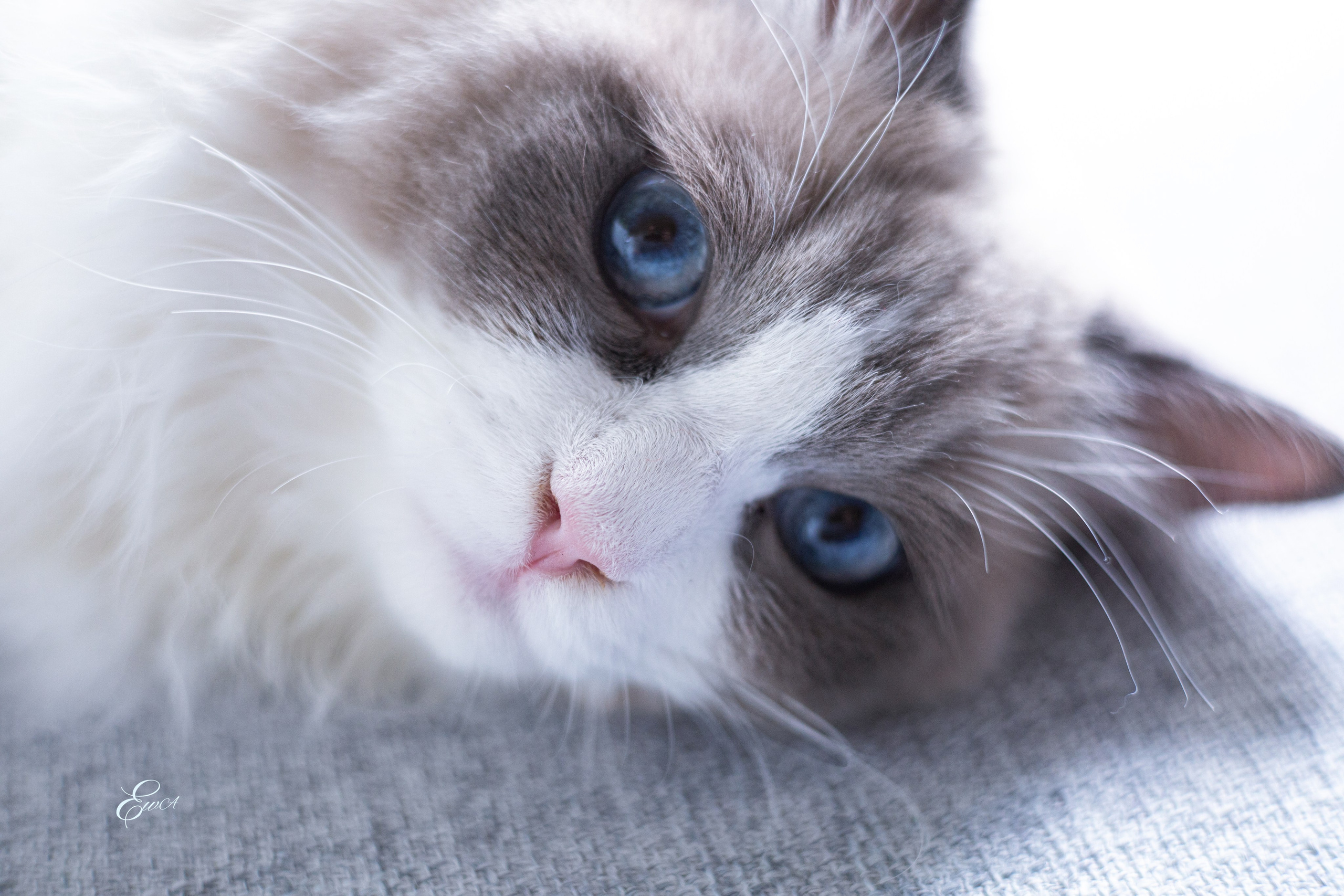 Le monde autour de nous. Photographe de famille à Montréal Ewa Molchanovskaya