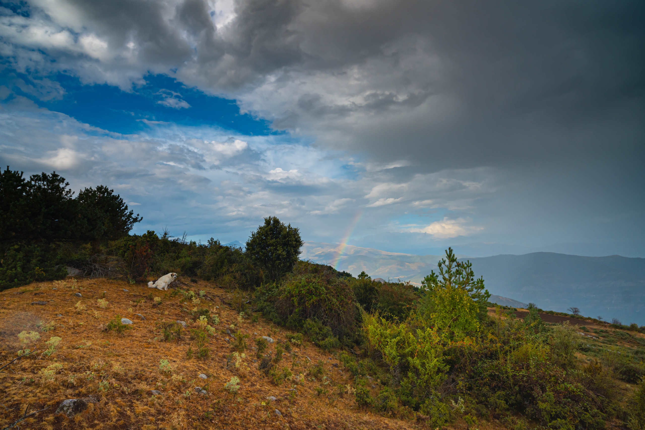 Lila. Alba del Norte Studio
