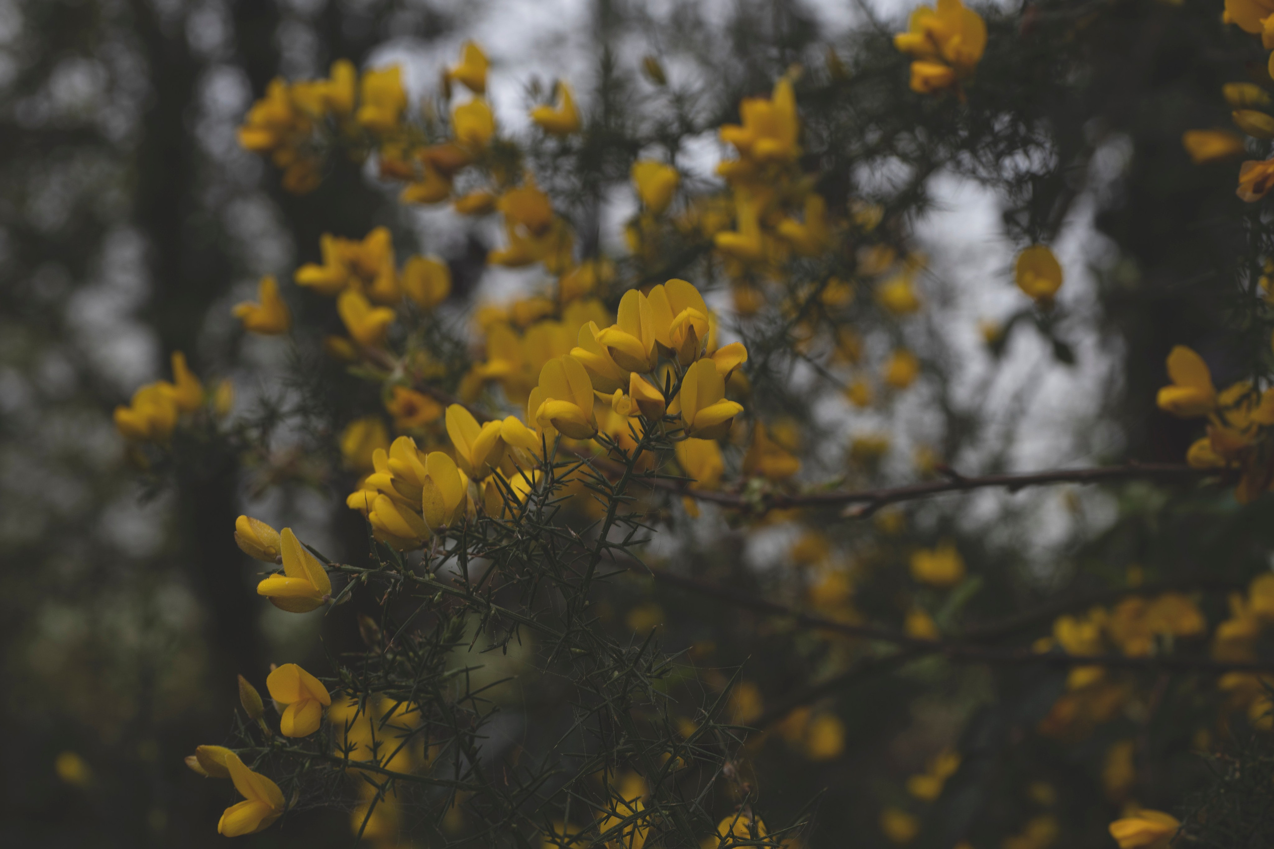 Paysages. Portrais créatifs de familles et individuels, Ile et Vilaine, France