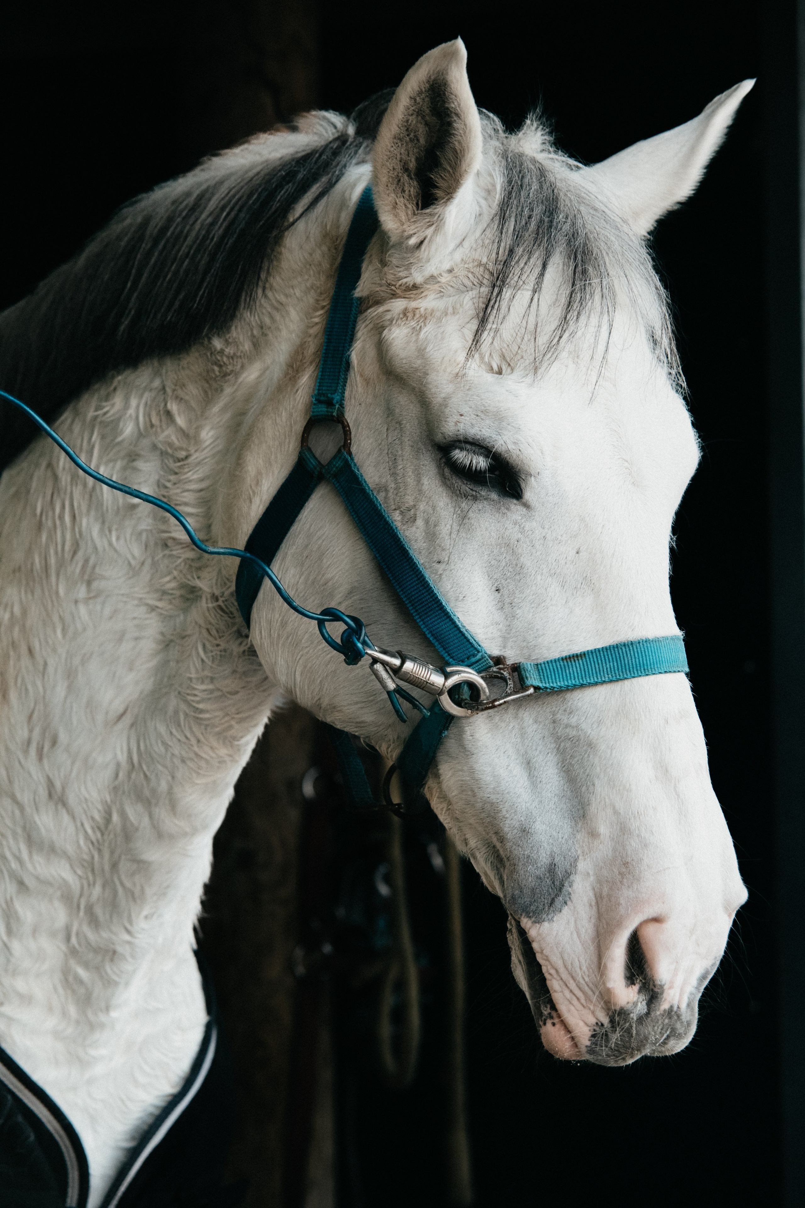 HORSES. Anastasiia Antoniuk portrait, family and couple photographer, Portugal