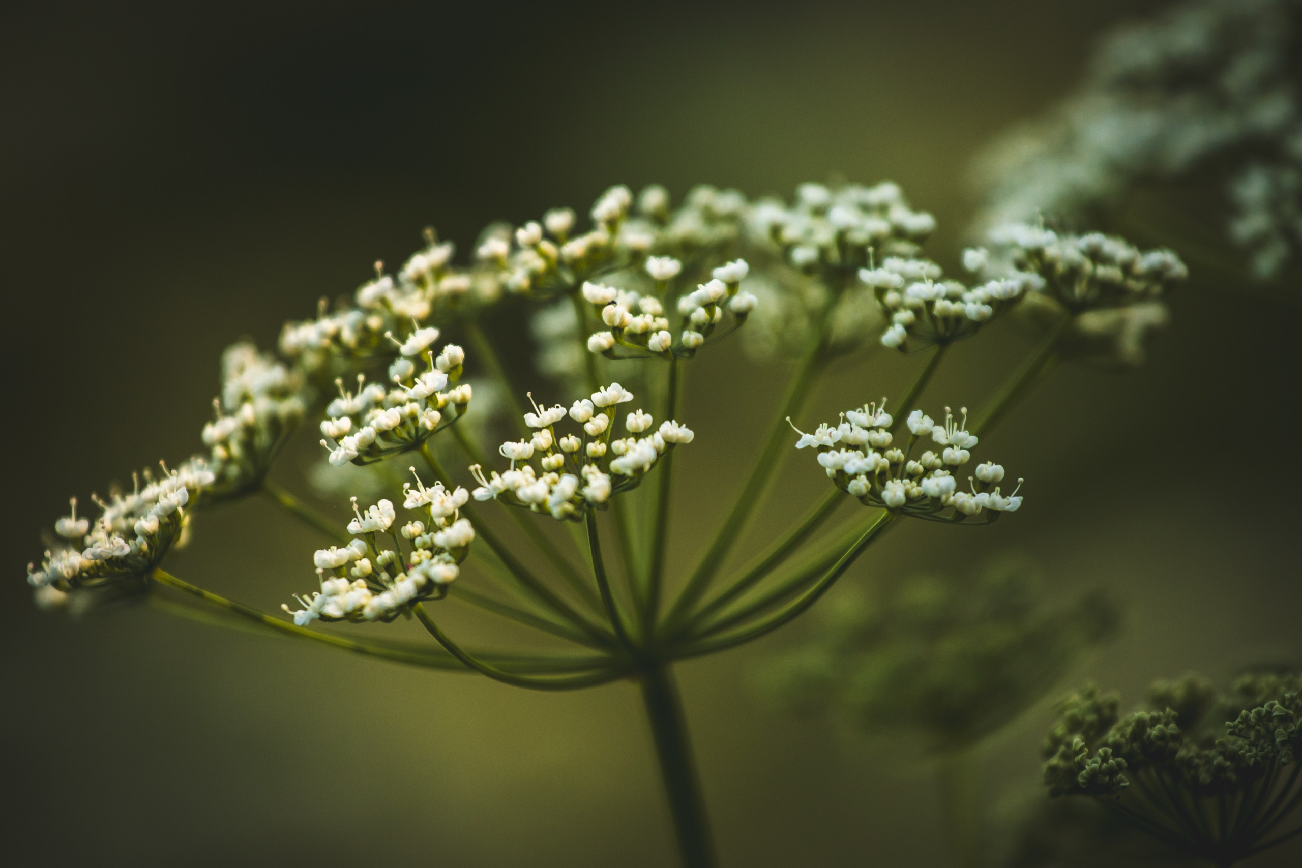 Jalgrattasõit ümbruskonnas. Nebula 25 — Fotod teie hingele