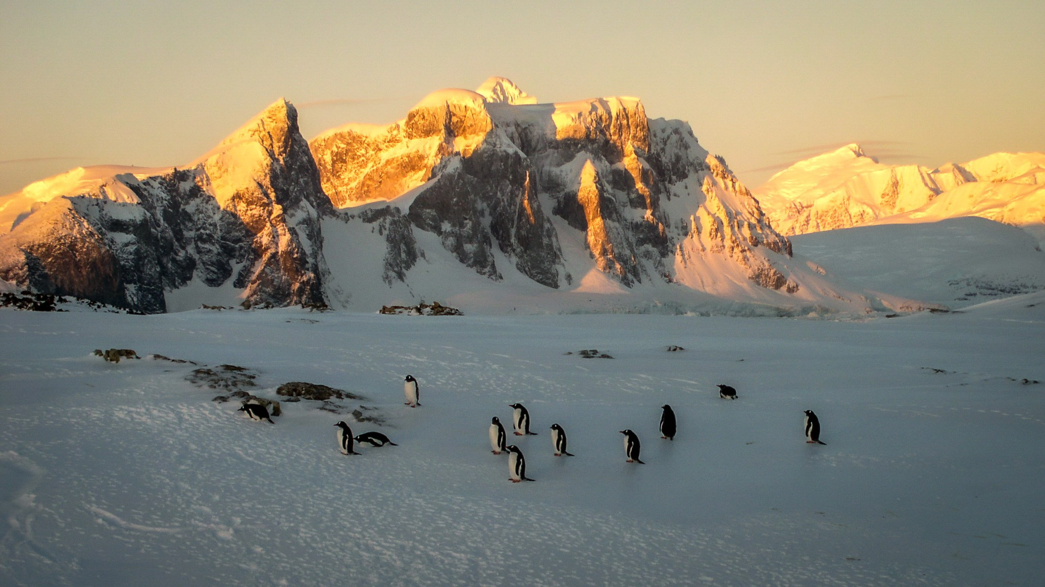 ANTARCTICA / 2004. Reportage concert portrait photography in the San Francisco Bay Area