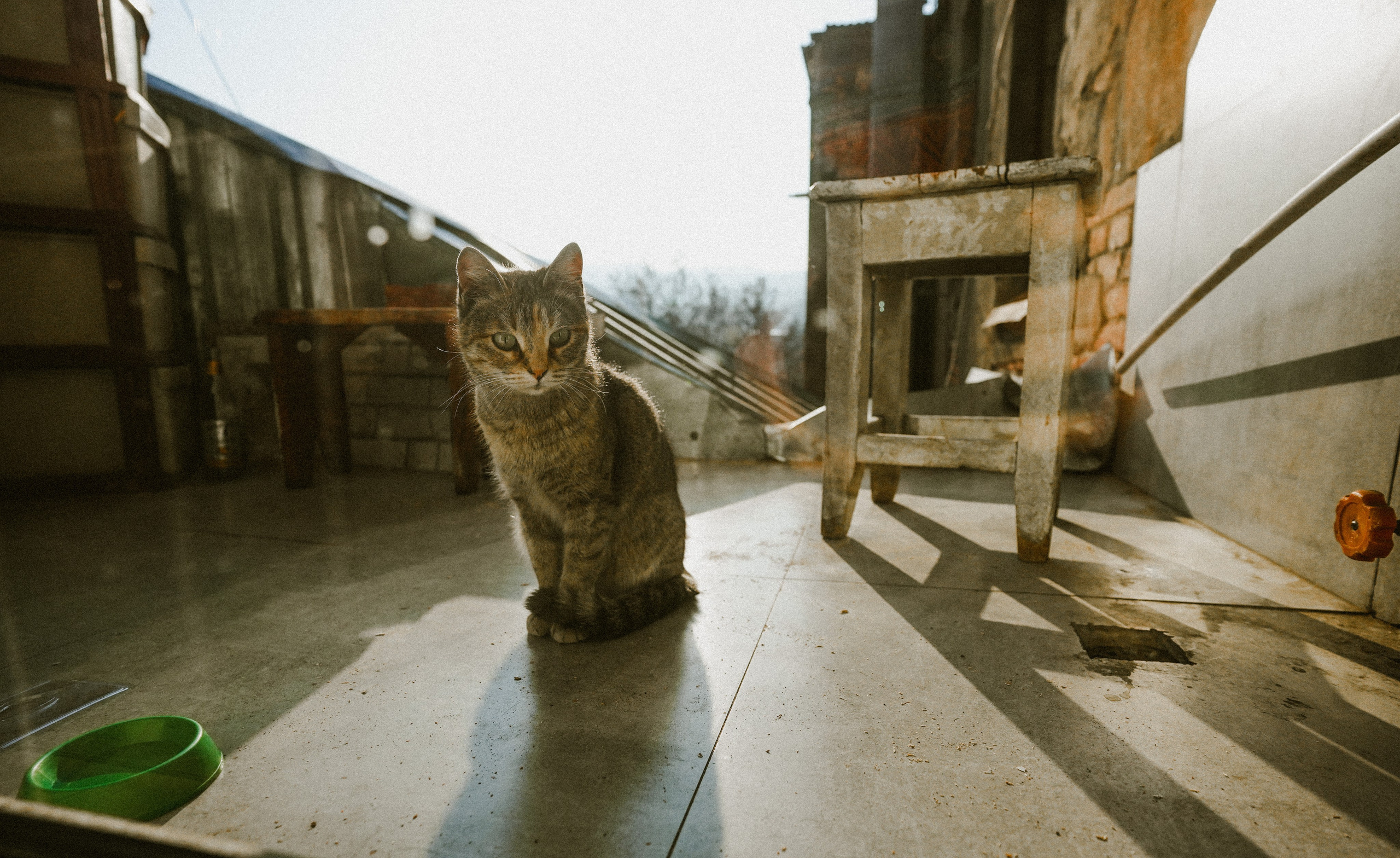 Кот шпедингера. Стрит-фотография, полная абсурда, идиотизма и красоты