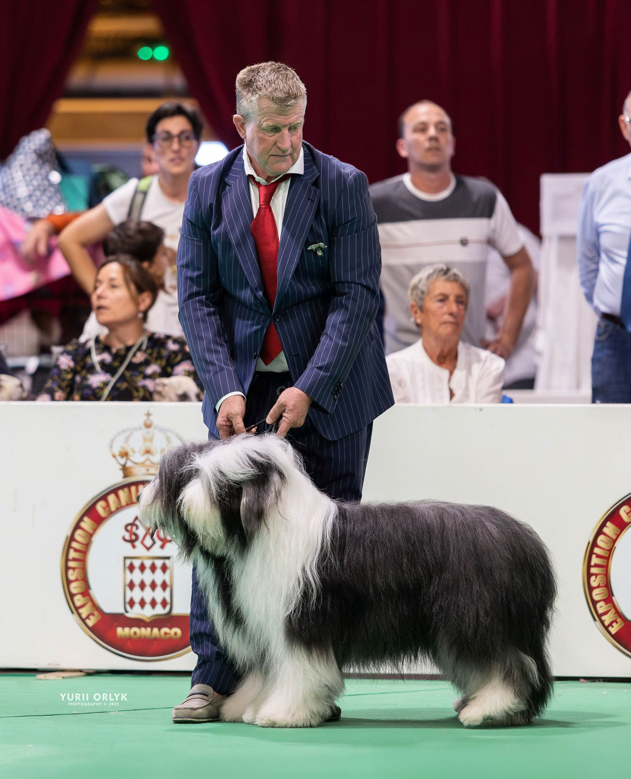 Dog Shows. Yurii Orlyk Photography