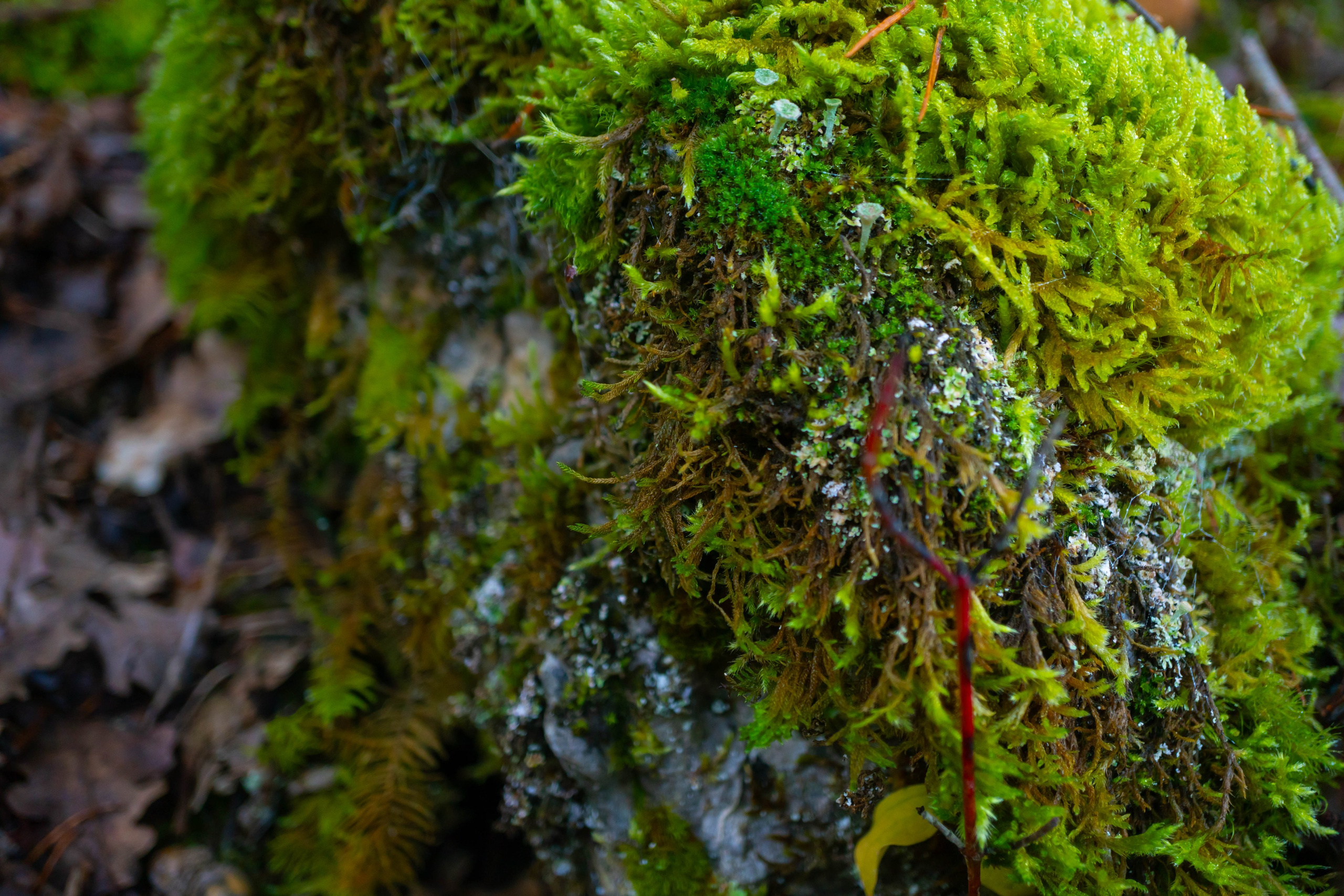 Ruta Otoño. Alba del Norte Studio