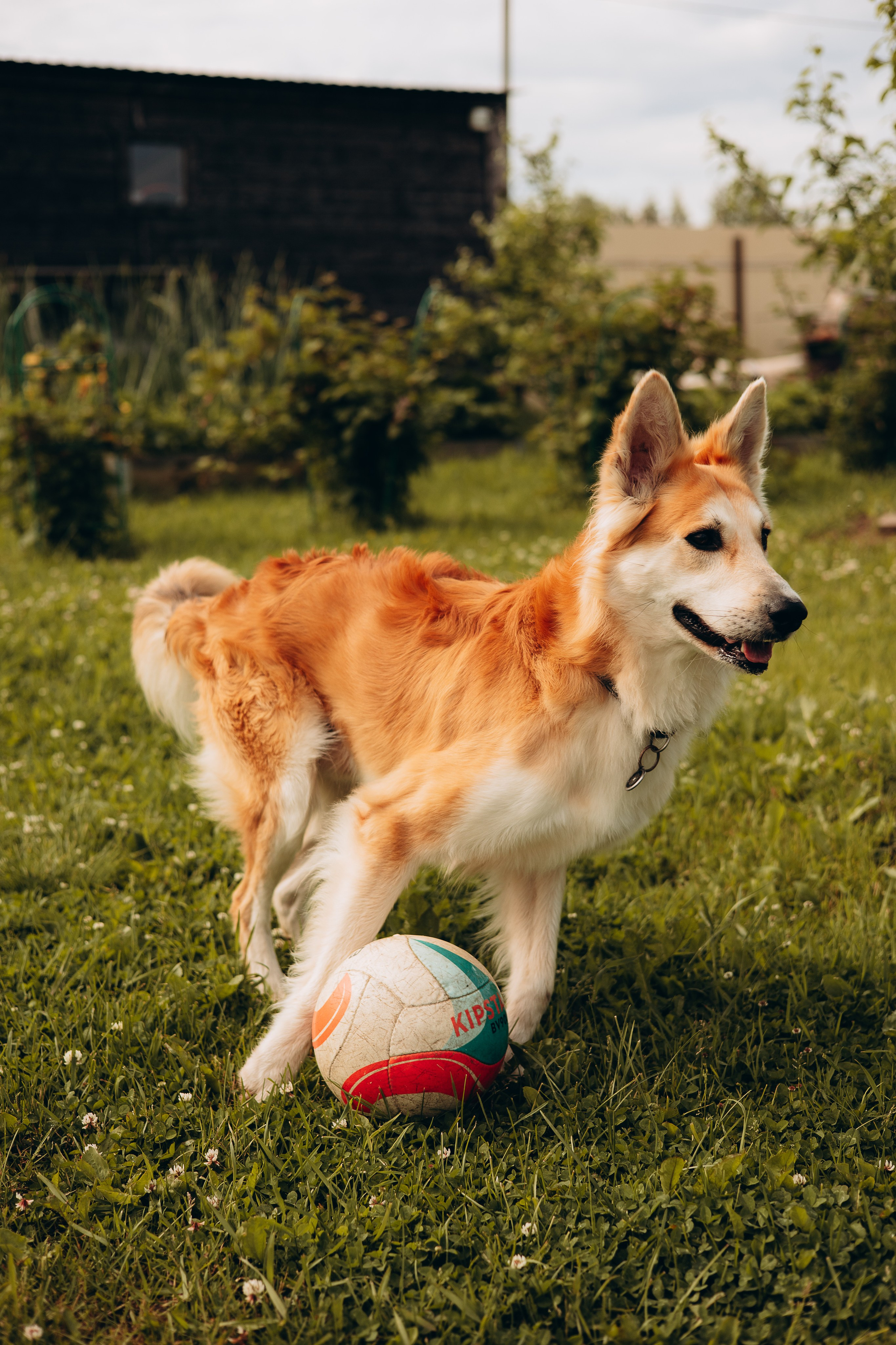 Максим, Наталья и Тим. Фотограф-анималист | Белград