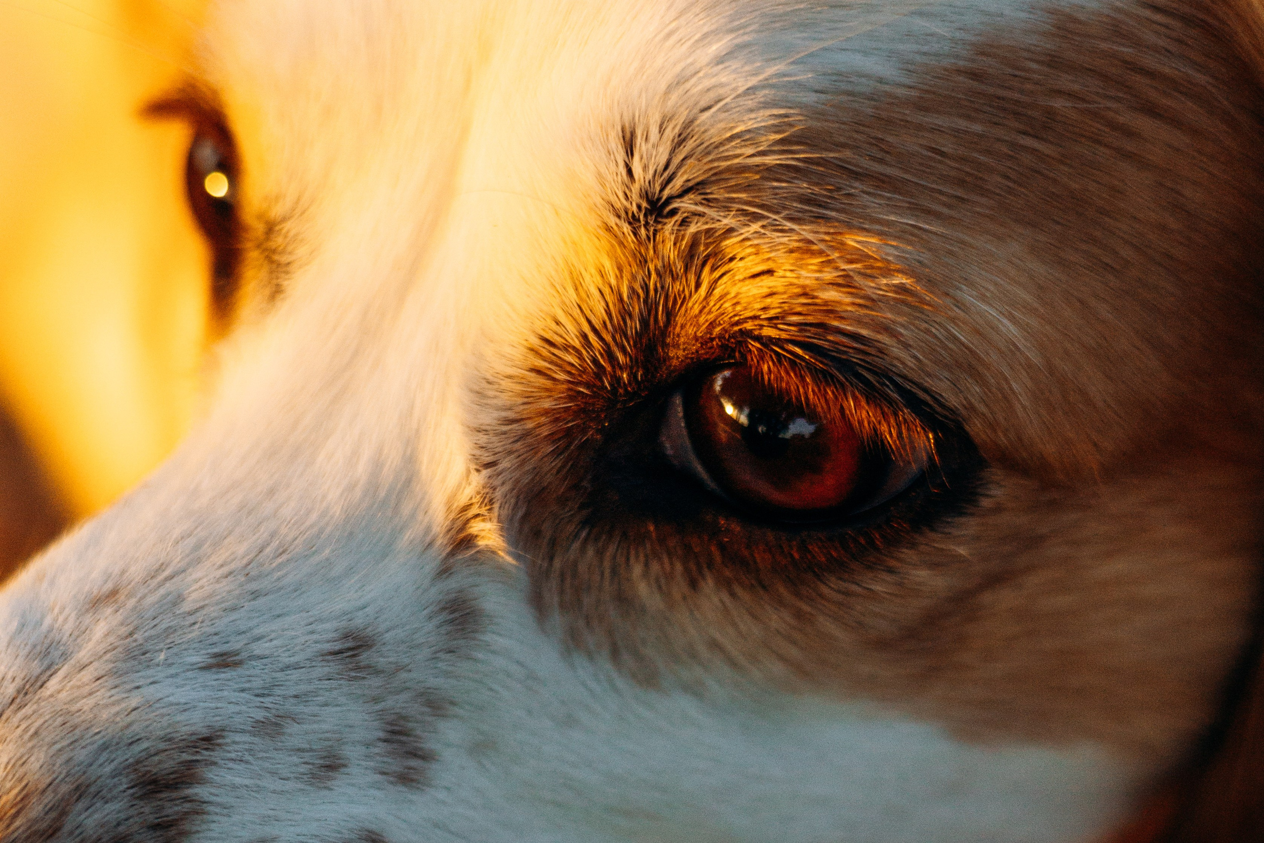 Софья и Арья. Фотограф-анималист | Белград