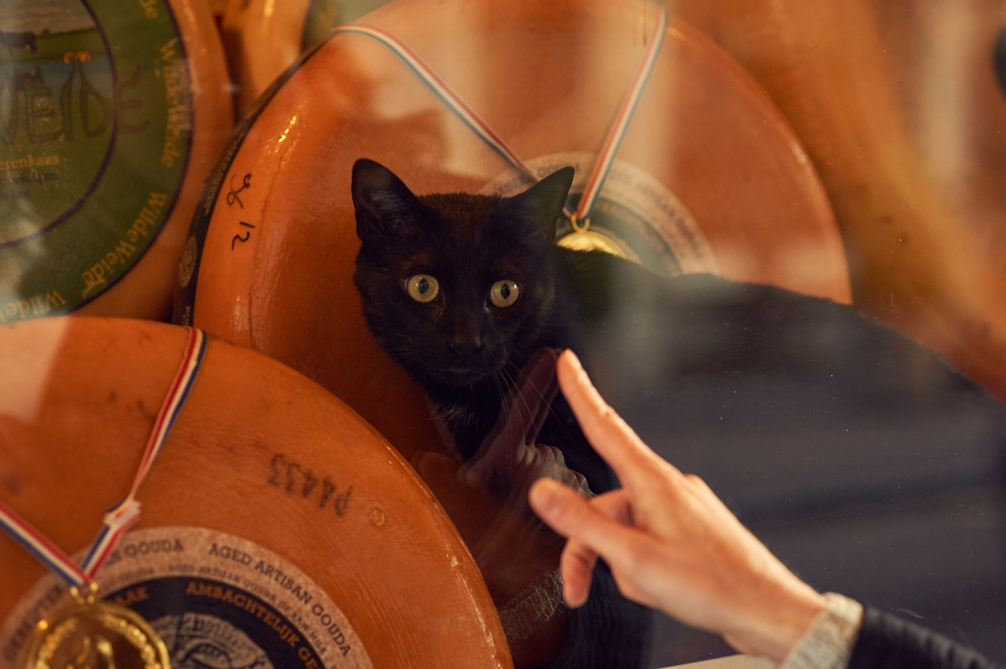 Аmsterdam Love story. Portrait and Wedding Photographer Brussels & Amsterdam