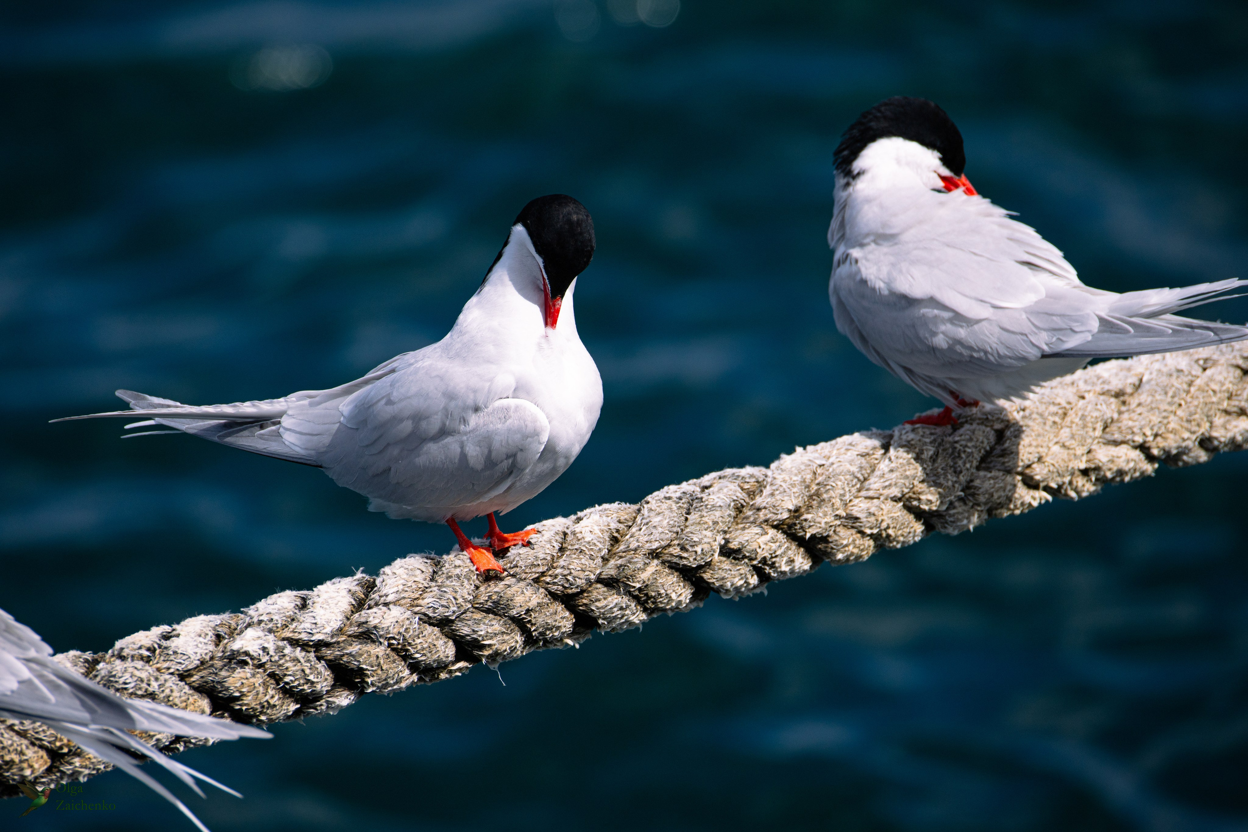 Полярная крачка