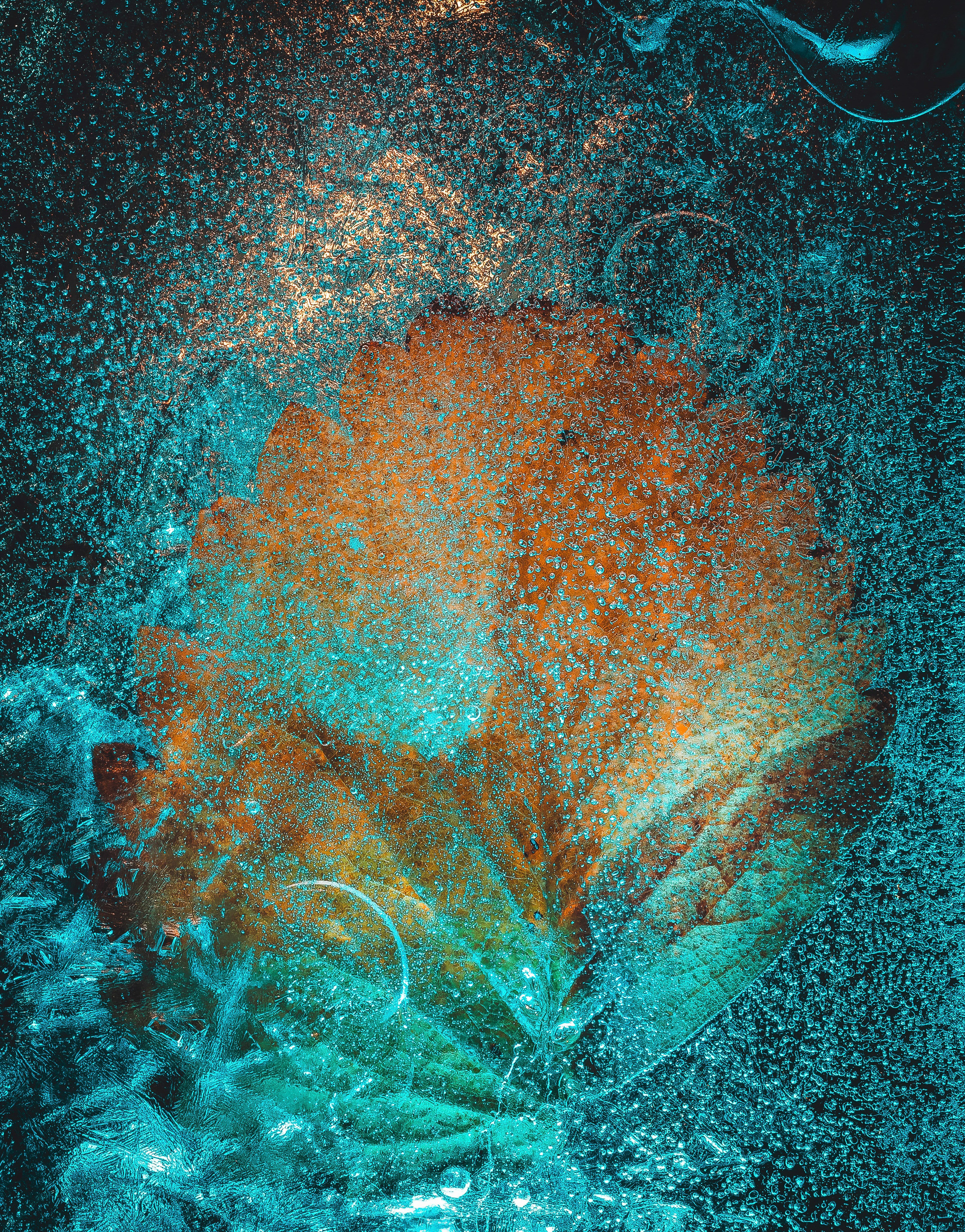 Portfolio. Creative Macro Photographer & Content Creator in Birmingham, UK — Lee Hall