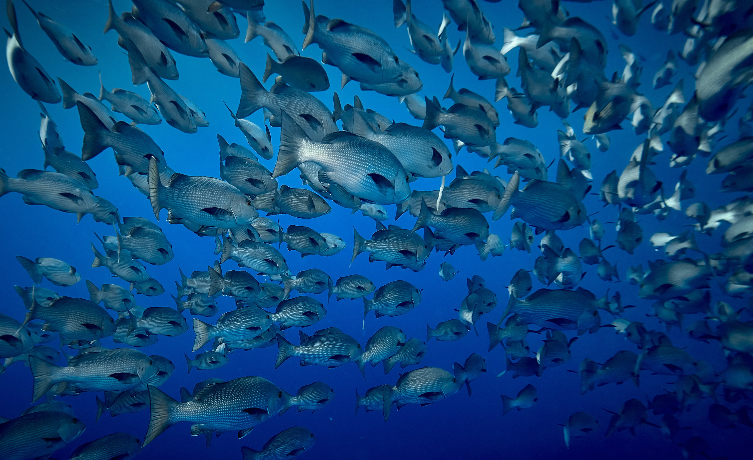Mieszkańcy mórz. Andriej Szypilow — Photography & Videography
