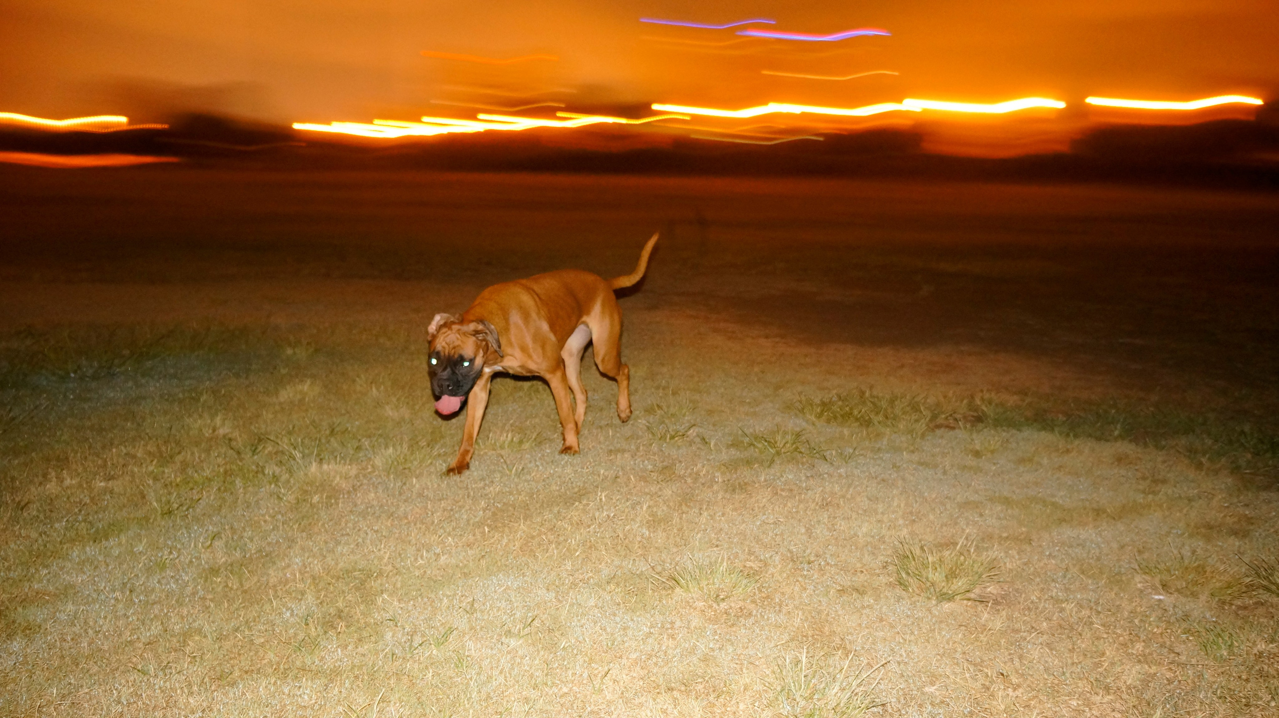 My ״Star״ Boxer Dog